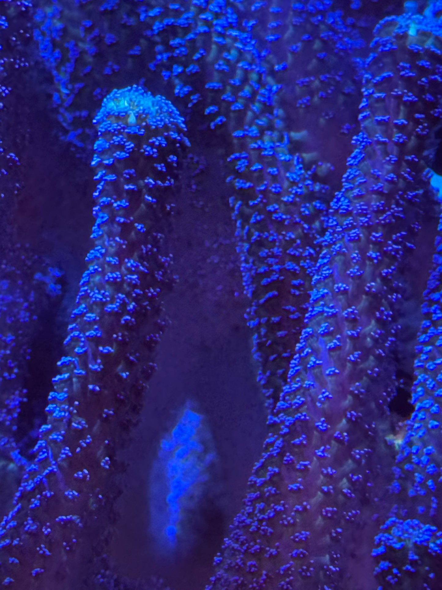 Stylophora coral