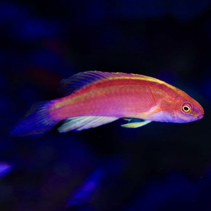 Rose wrasse
