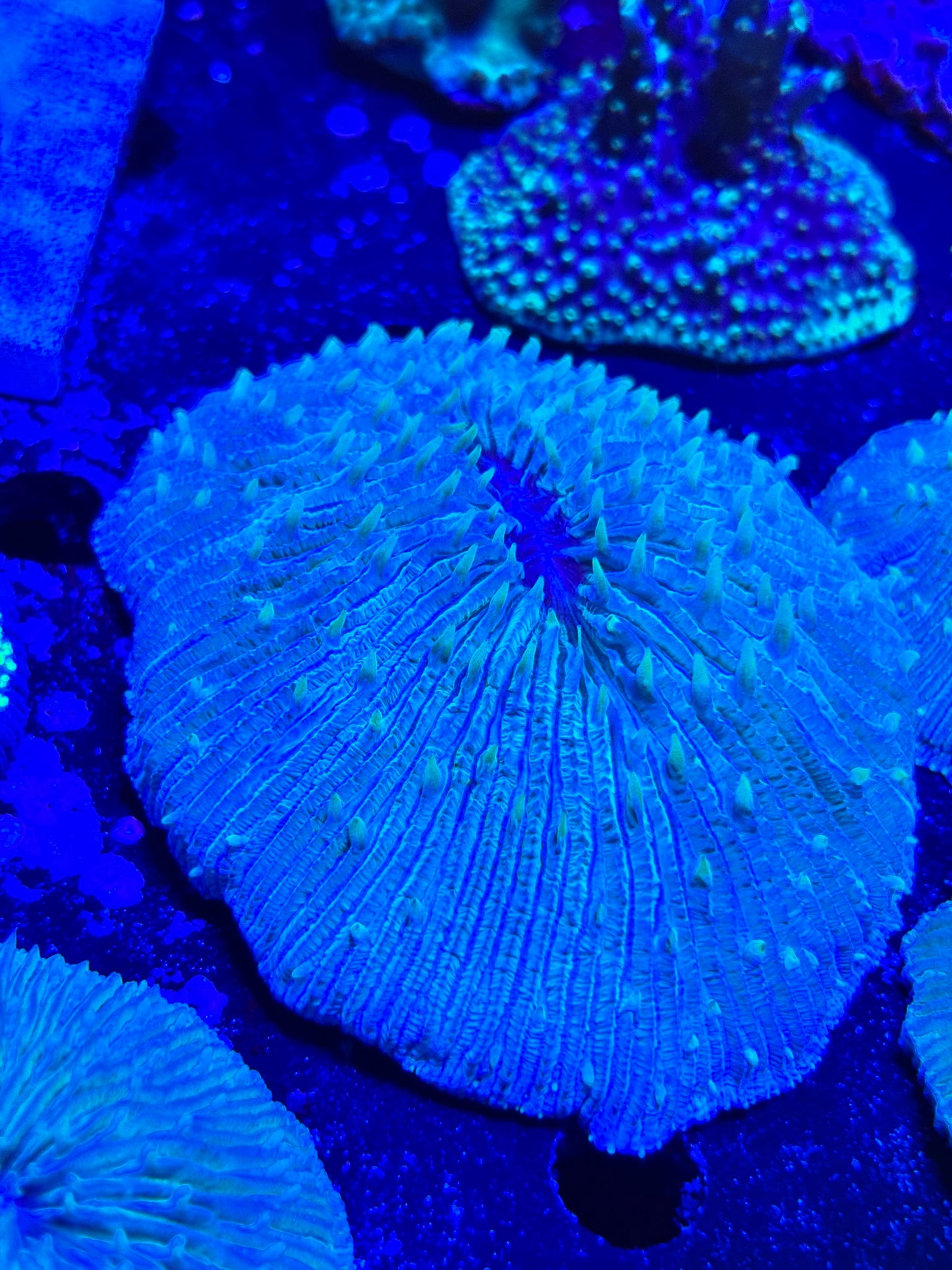 Green plate coral. Small