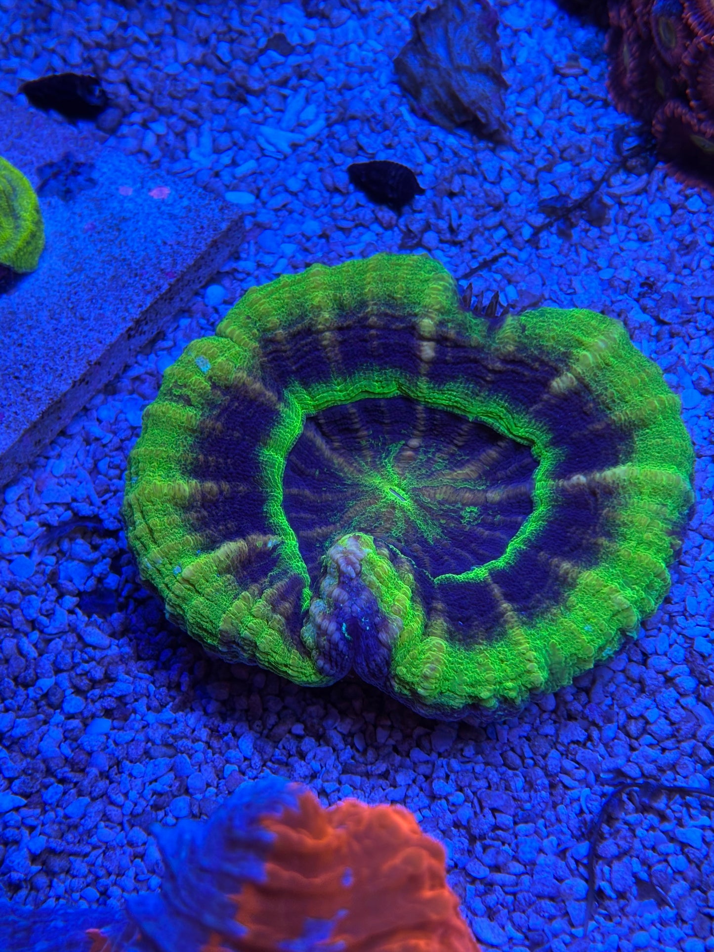 UFO Scoly