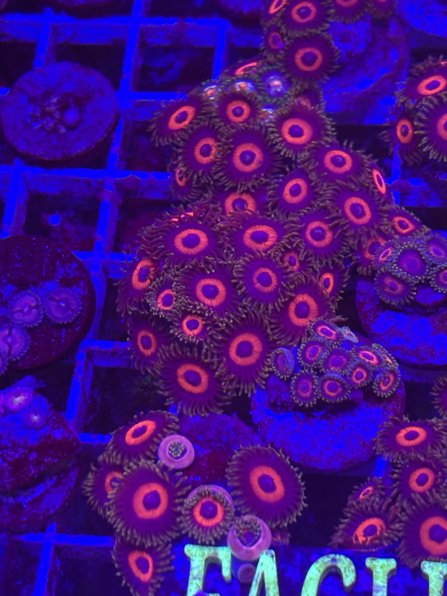 Eagle eye zoa
