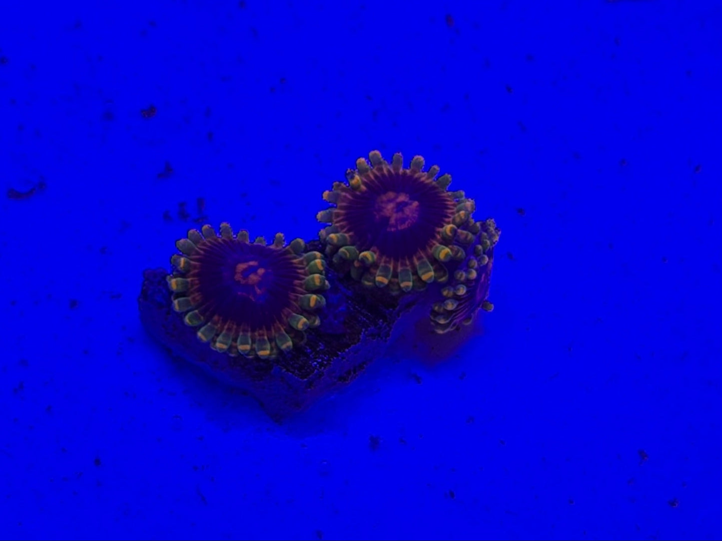 Jedi mind trick Zoa