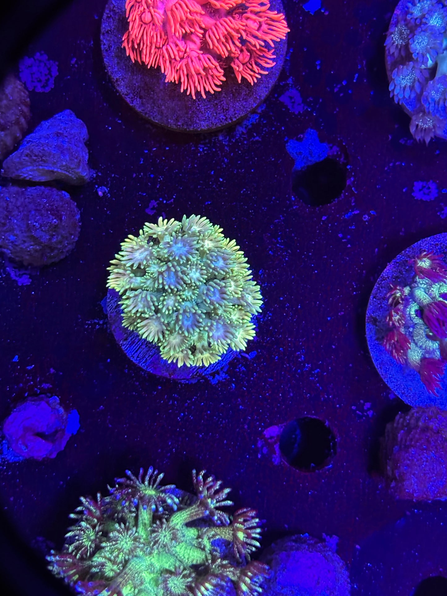 Yellow Goni