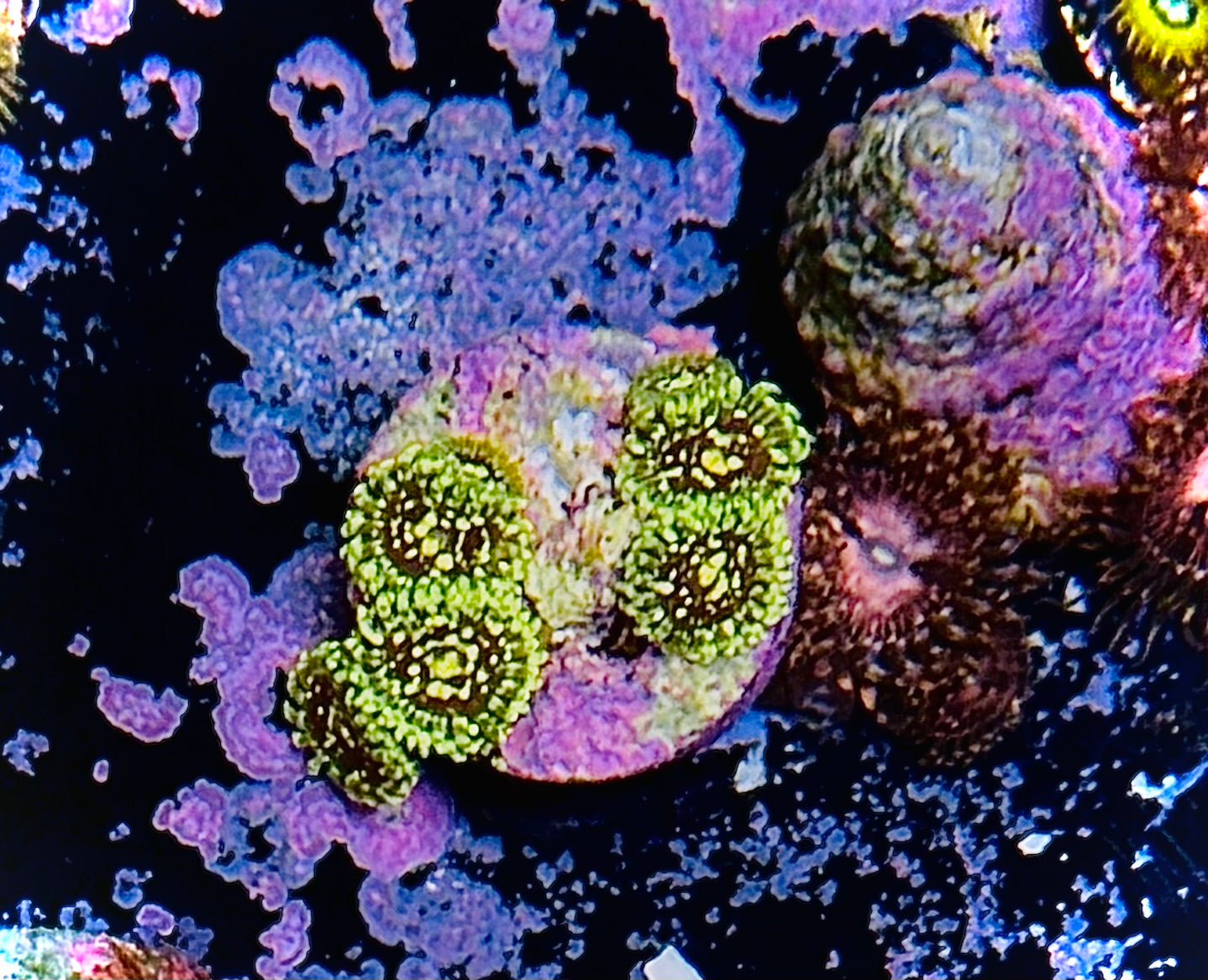 Exosphere Zoa