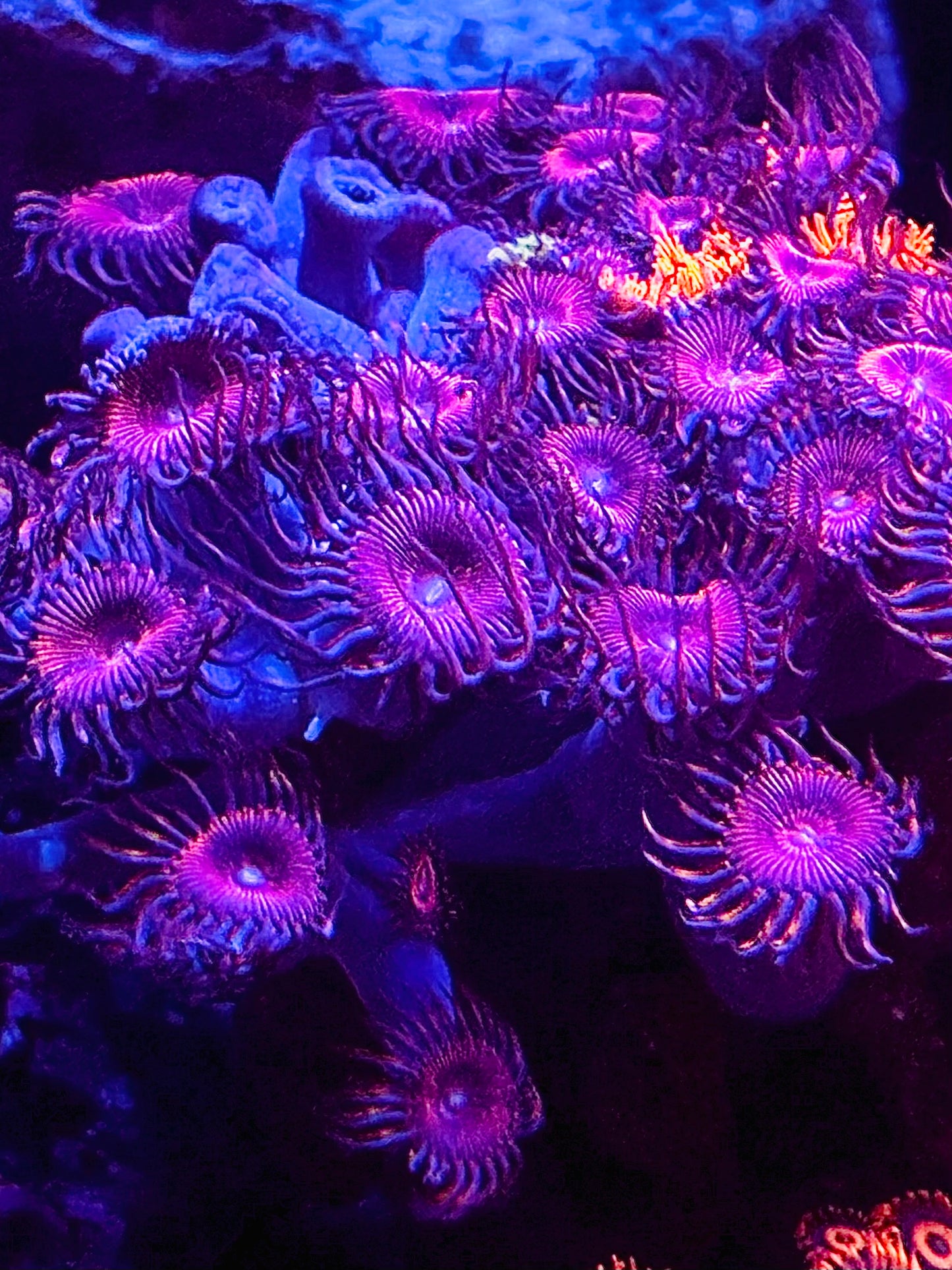 Red pally/zoa