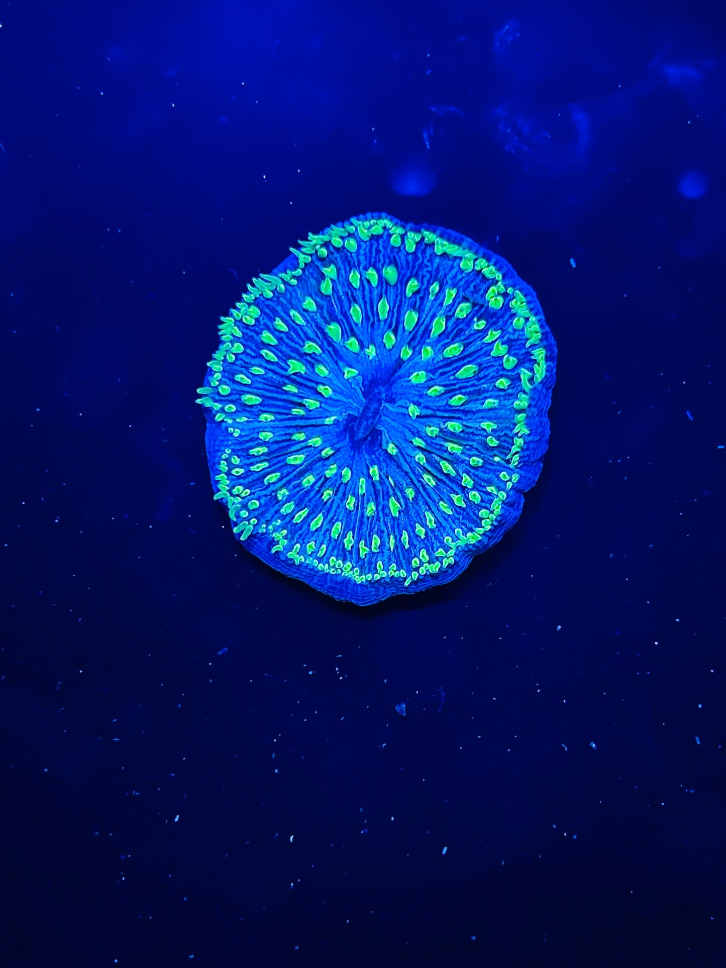 Neon green plate coral