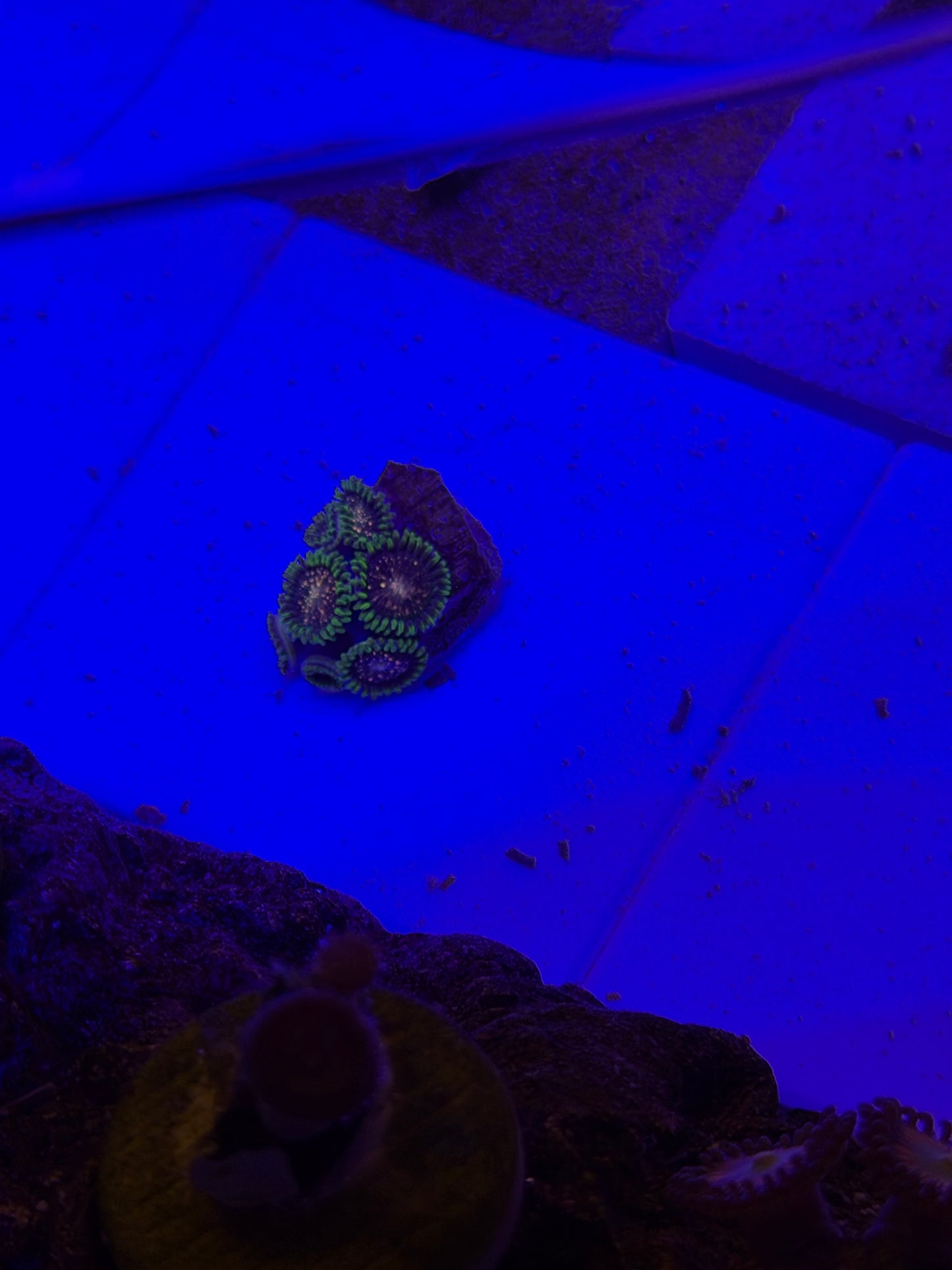Cosmic combustion Zoa