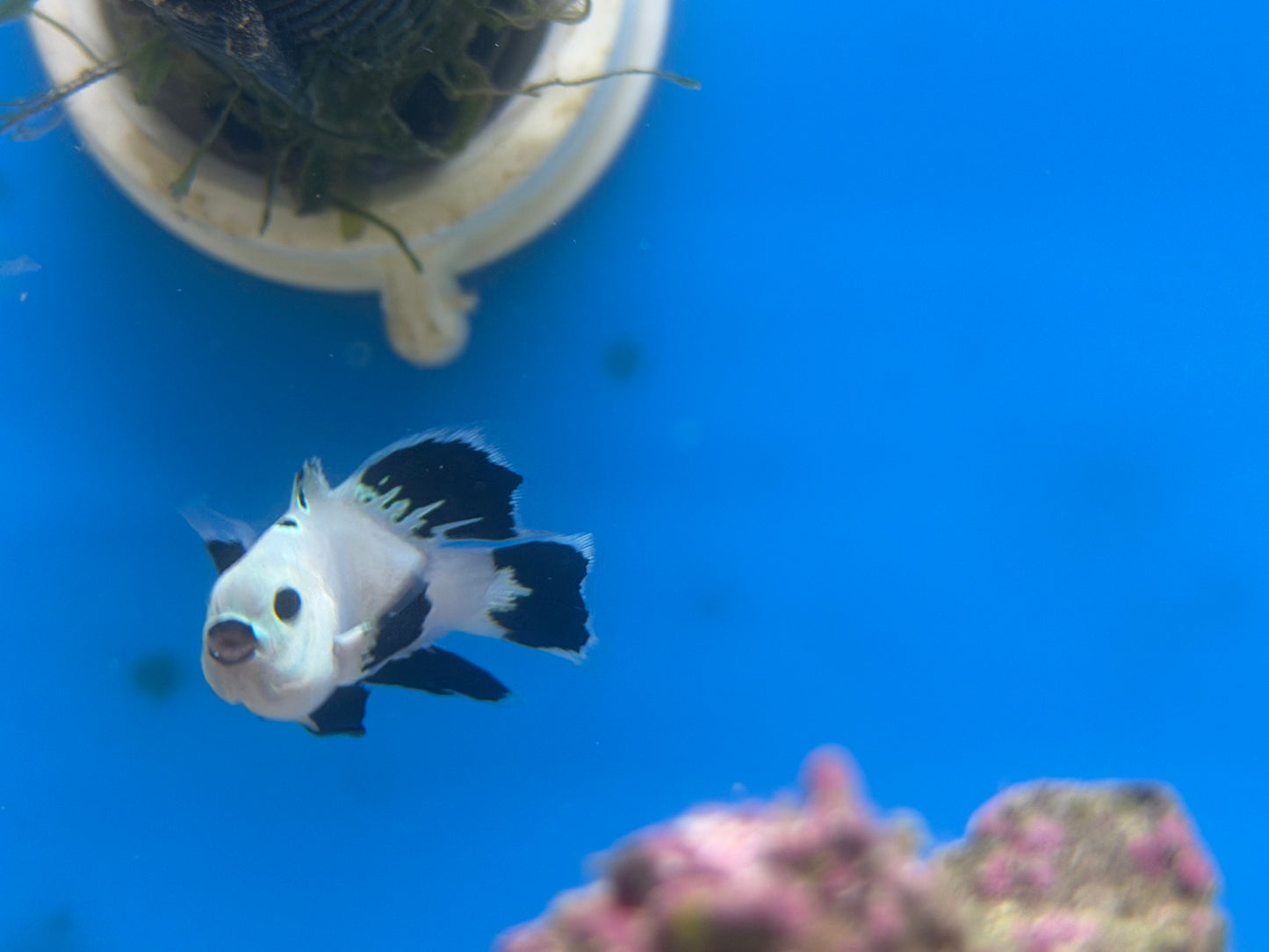 Long fin storm clownfish