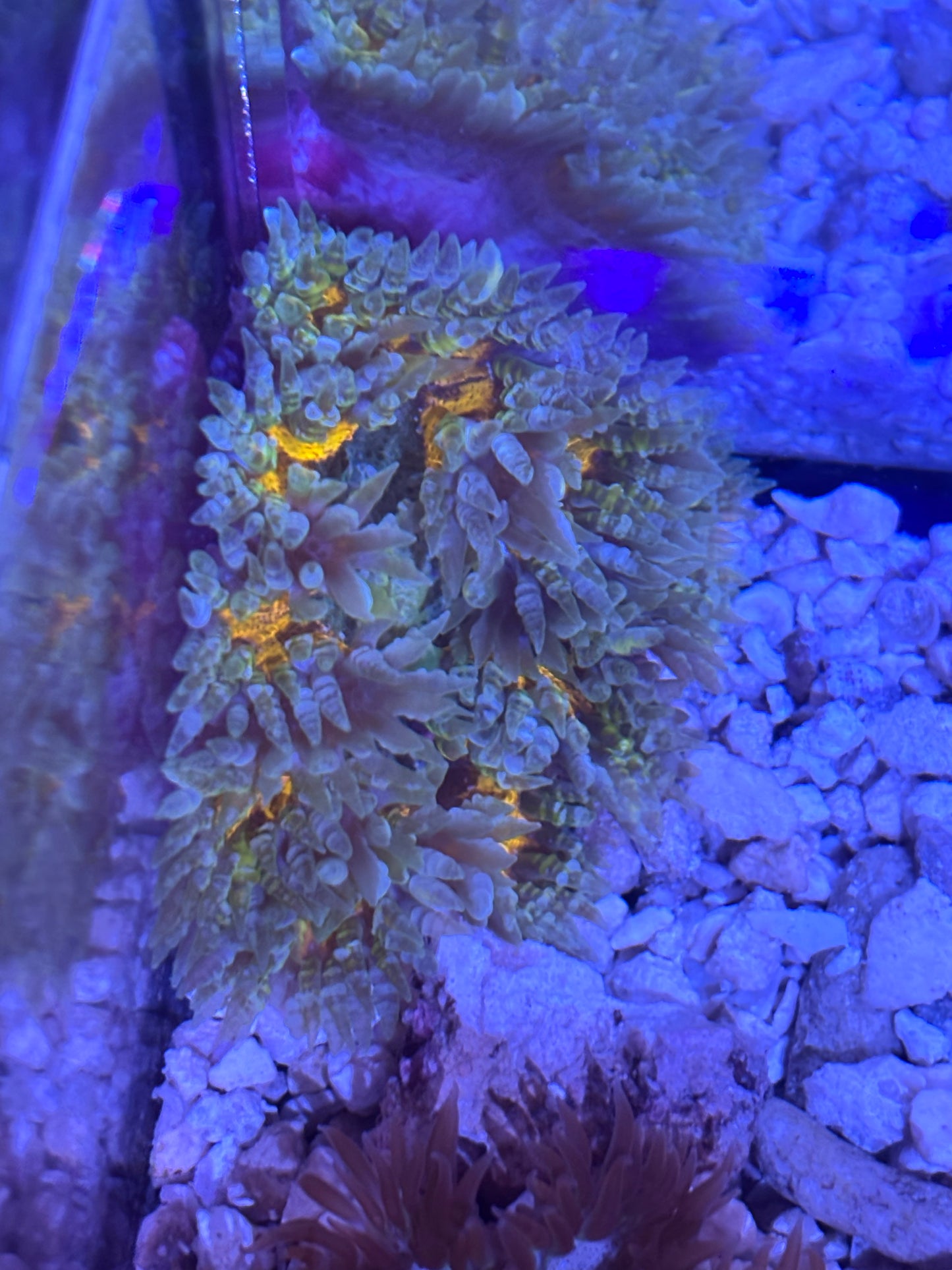 Assorted rock flower nems yellow