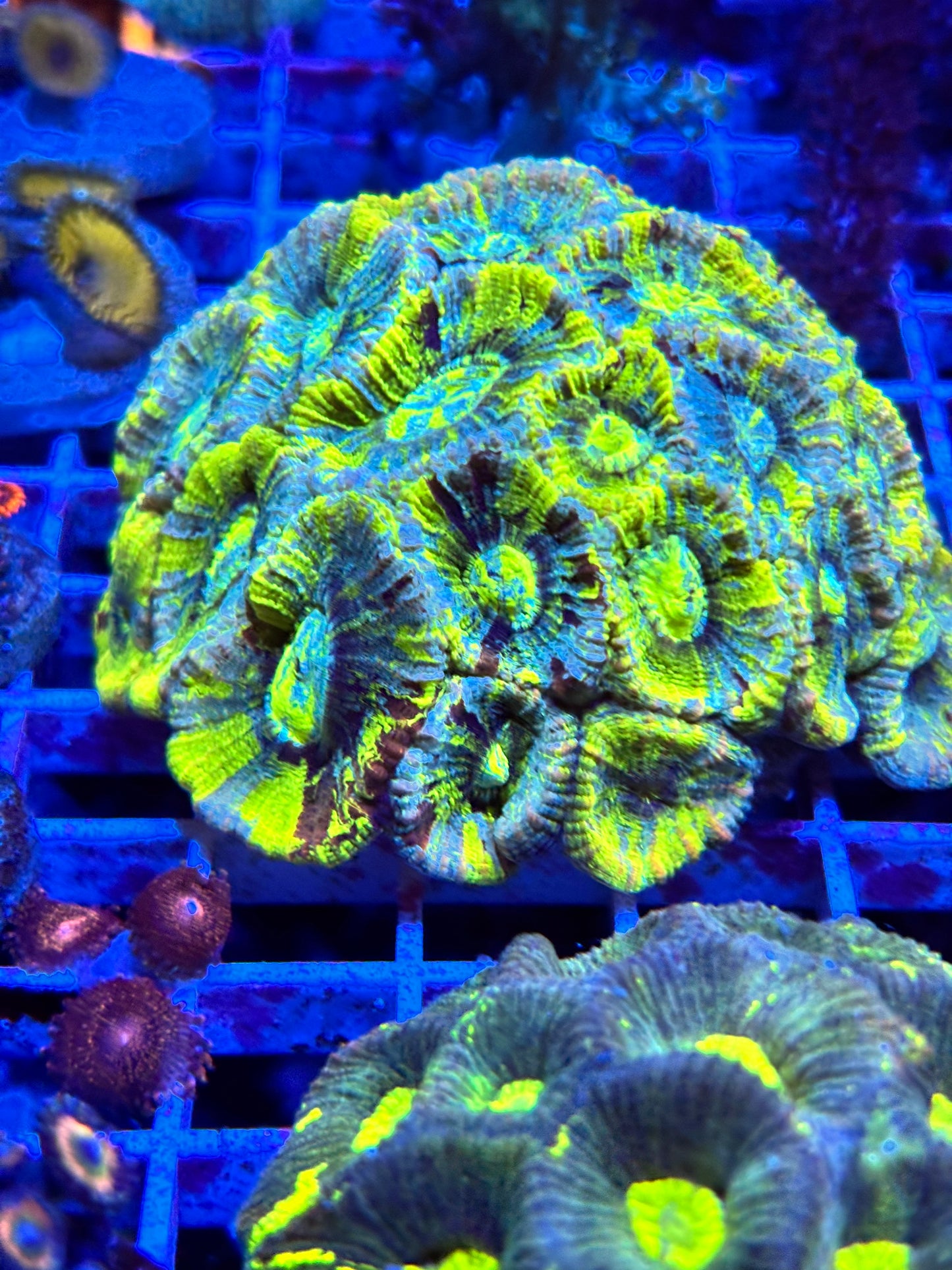 Bright yellow! Favia full colony