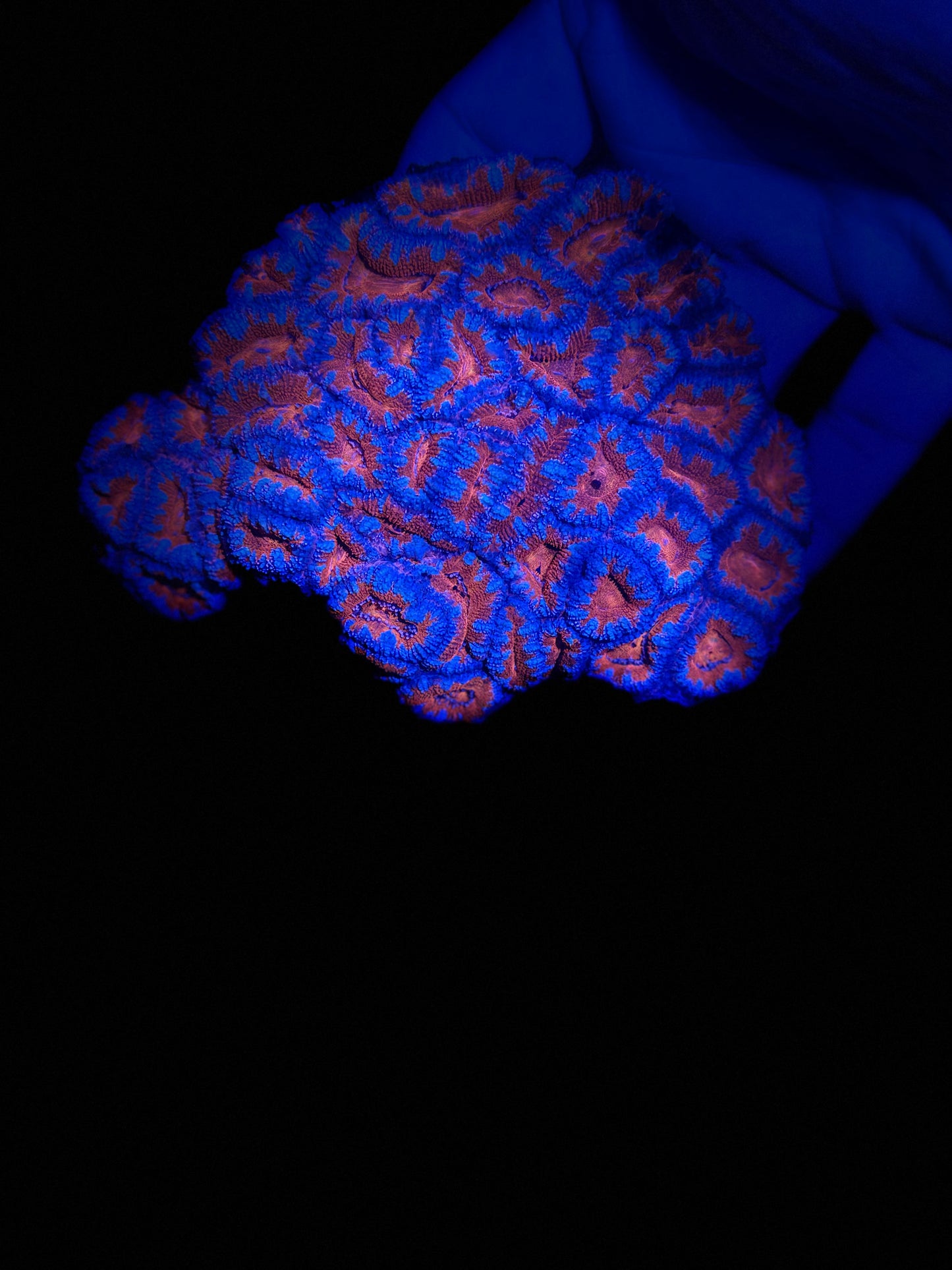Acan colony XL