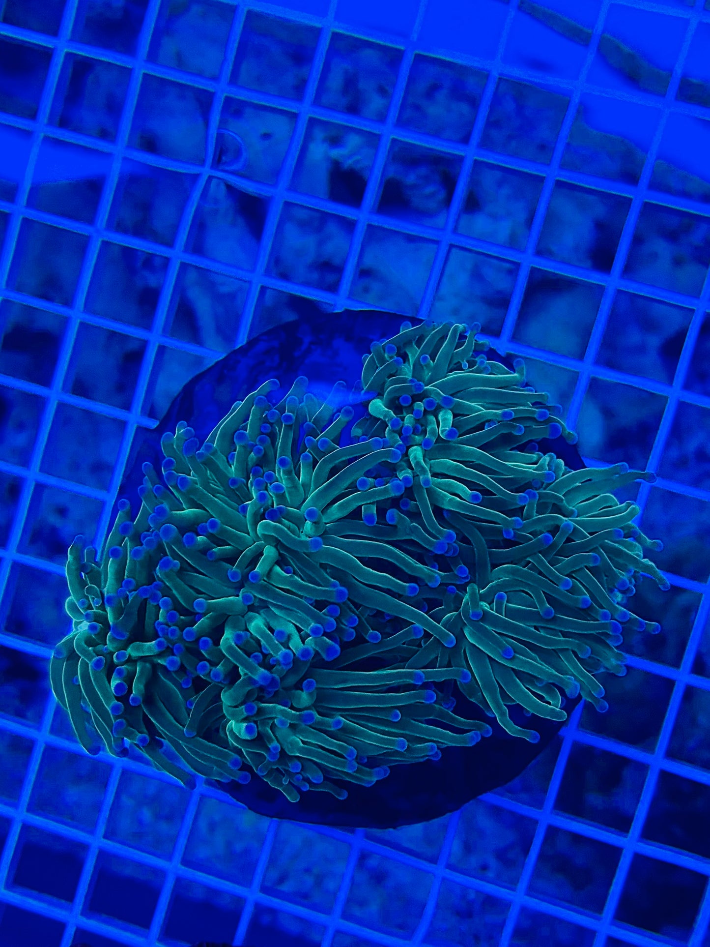 5 headed green torch