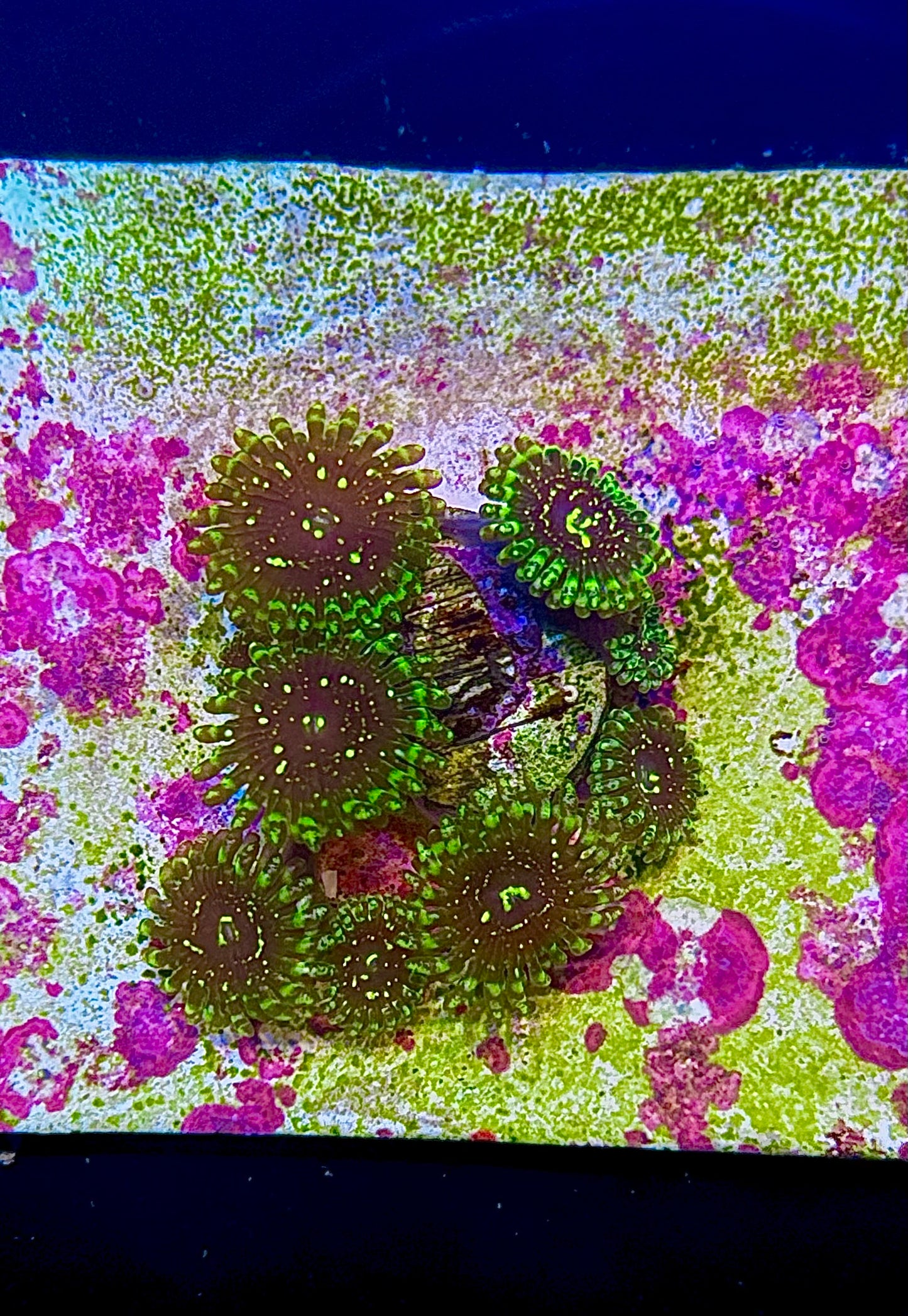 Exosphere Zoa