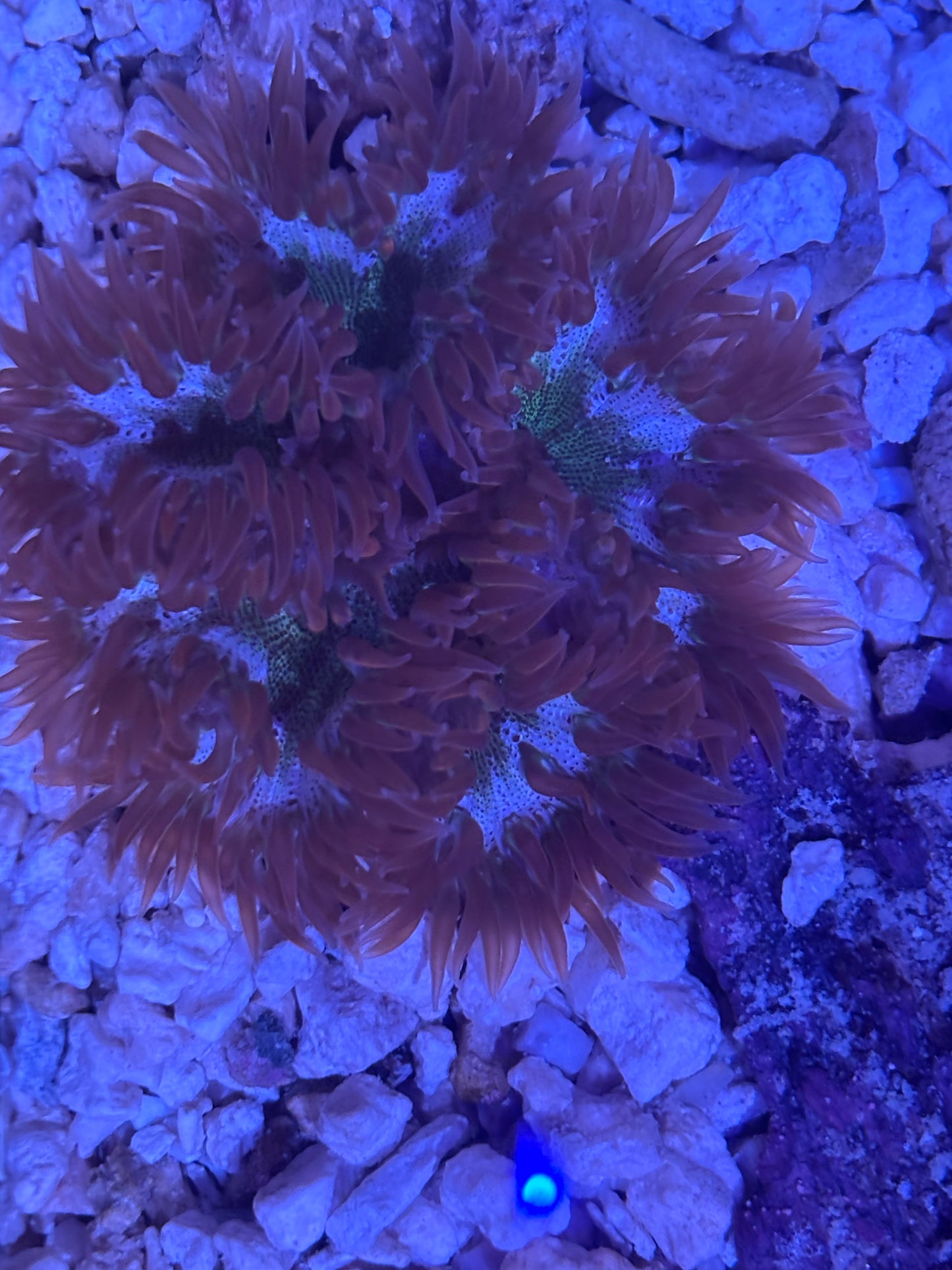 Assorted rock flower nem red