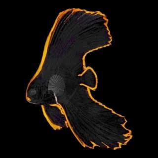 Bat fish