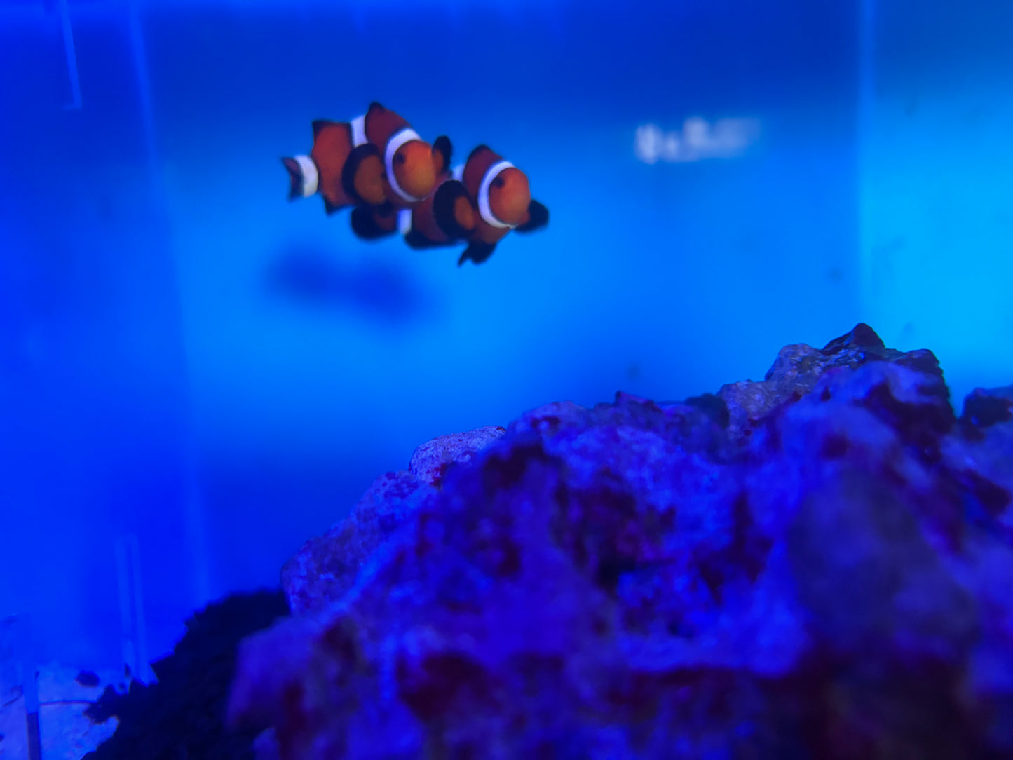 Bonded pair clownfish