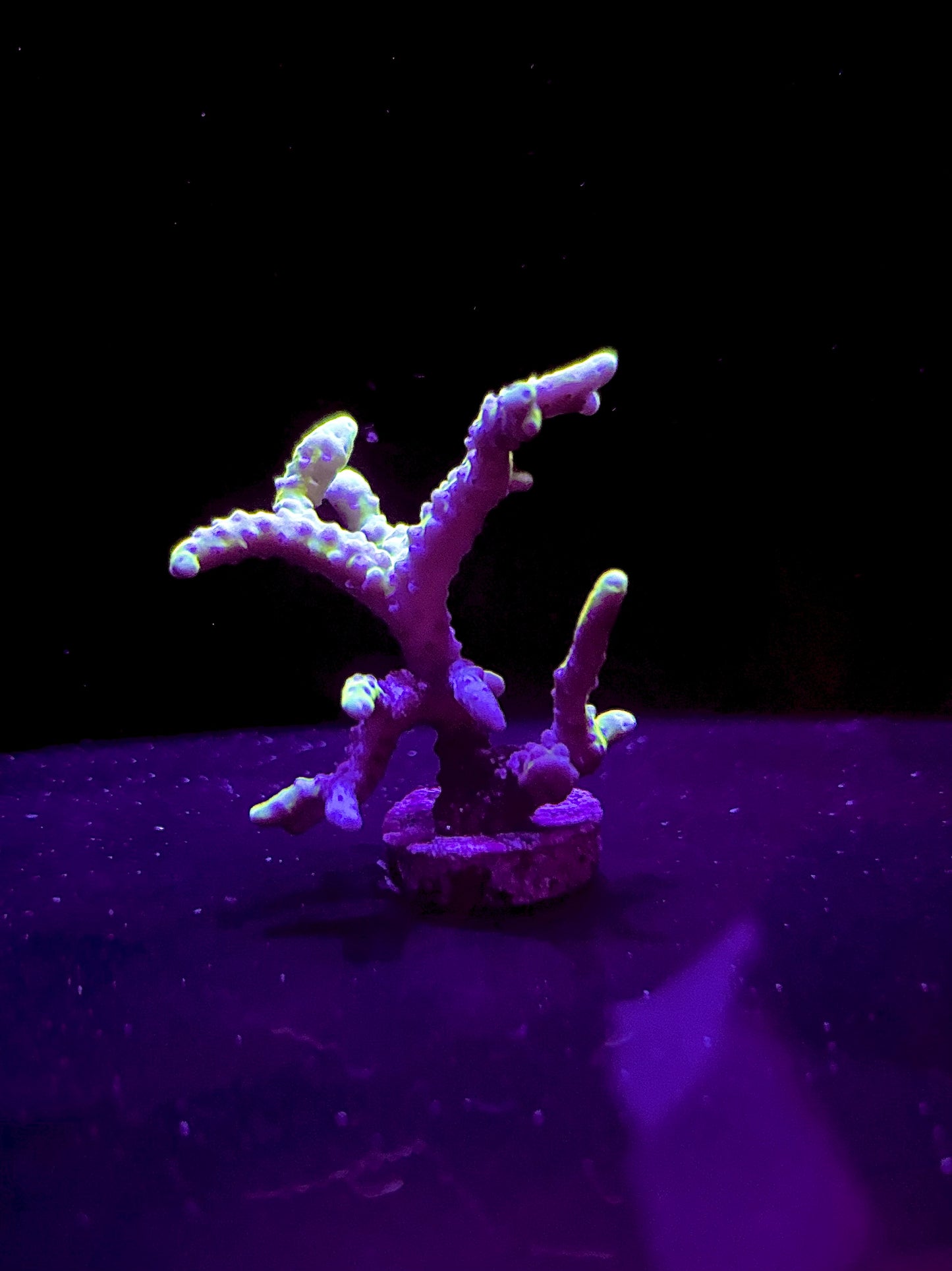 (CB) The thing acro