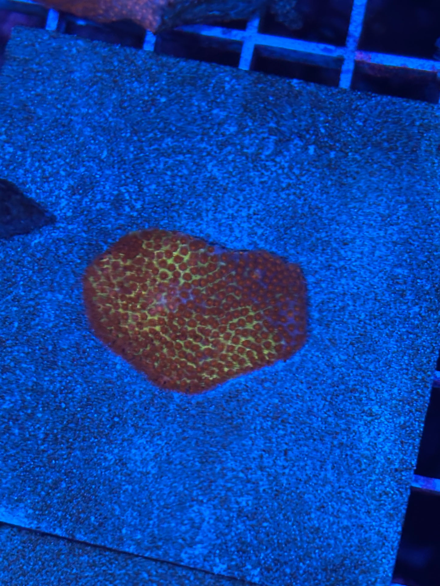 JF Burnning bandanna stylocoeniella