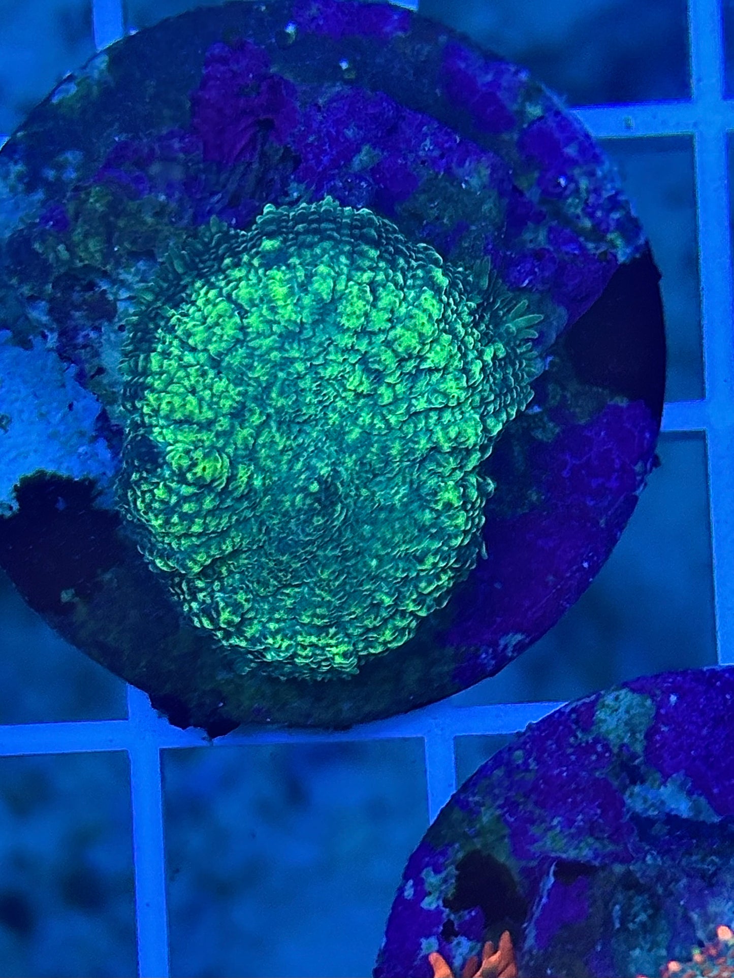 Toxic green mushroom 