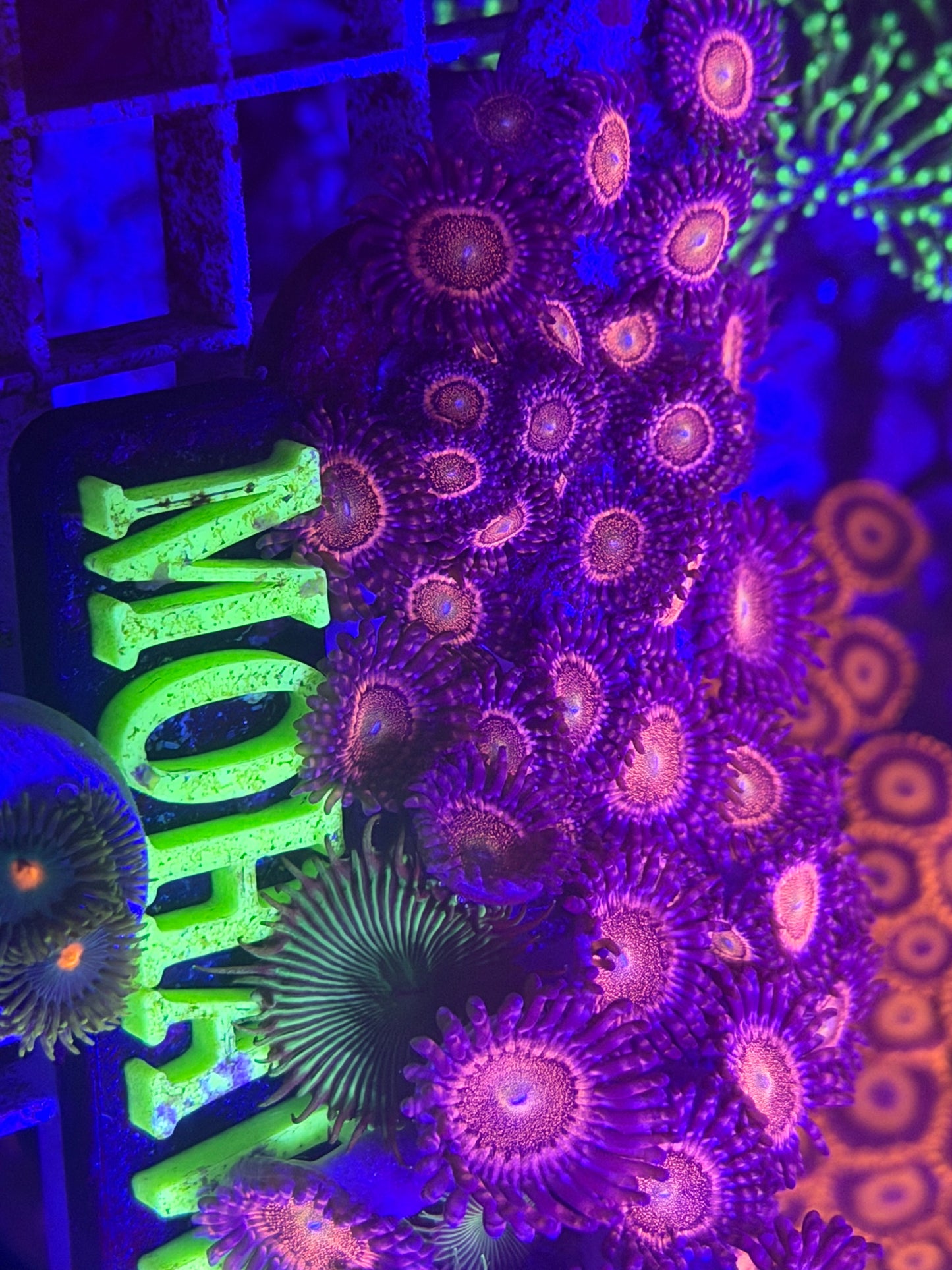 Mohawk zoa/pally