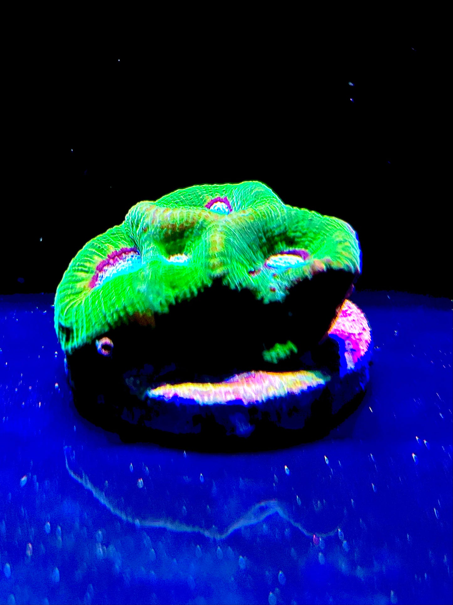 Neon green/teal moon coral