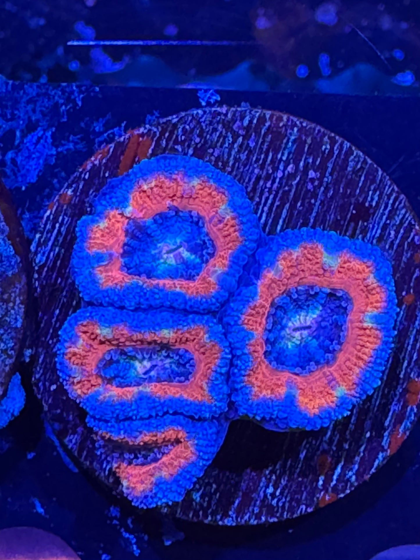 Ultra acan