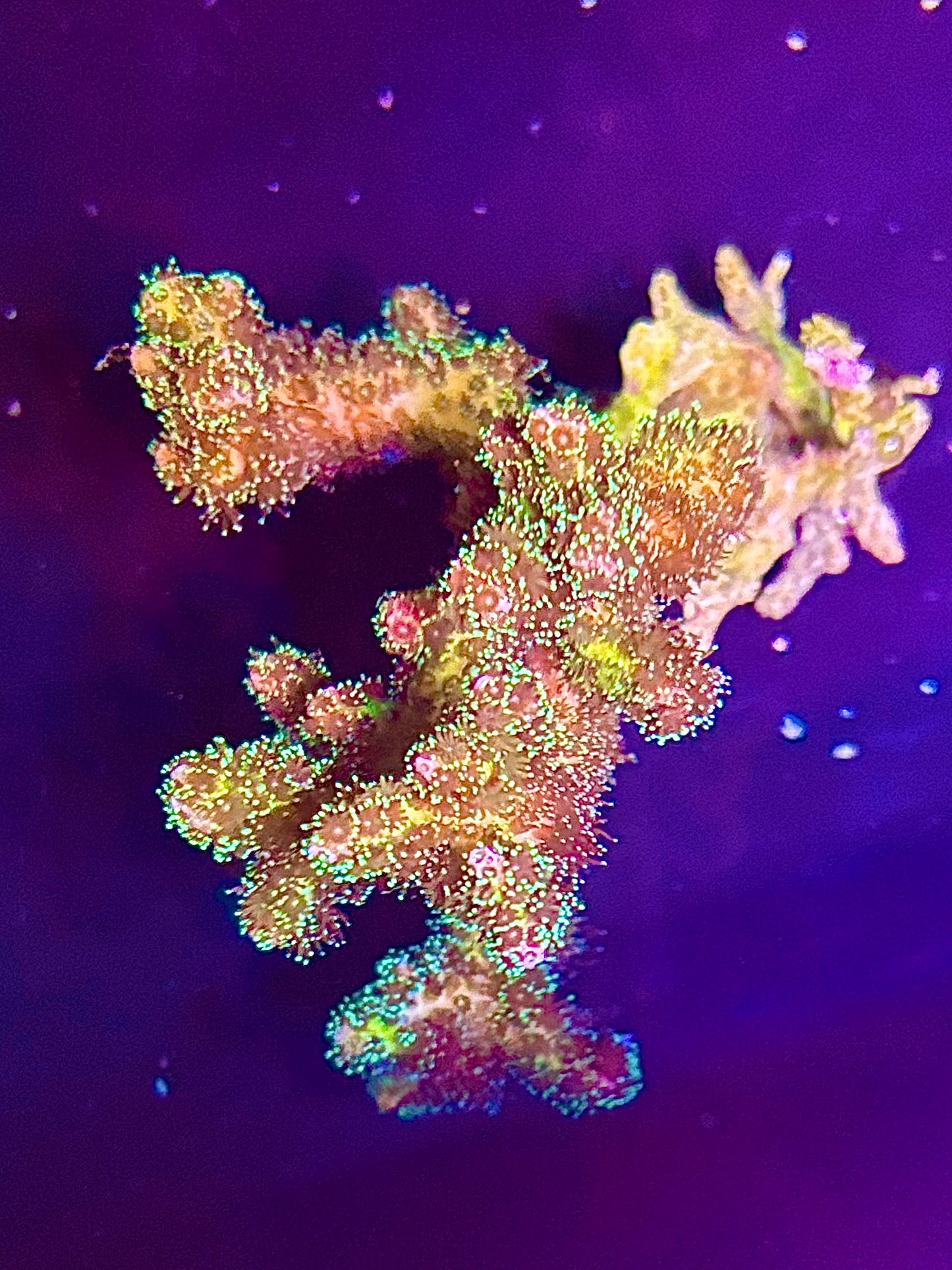 Porcilapora