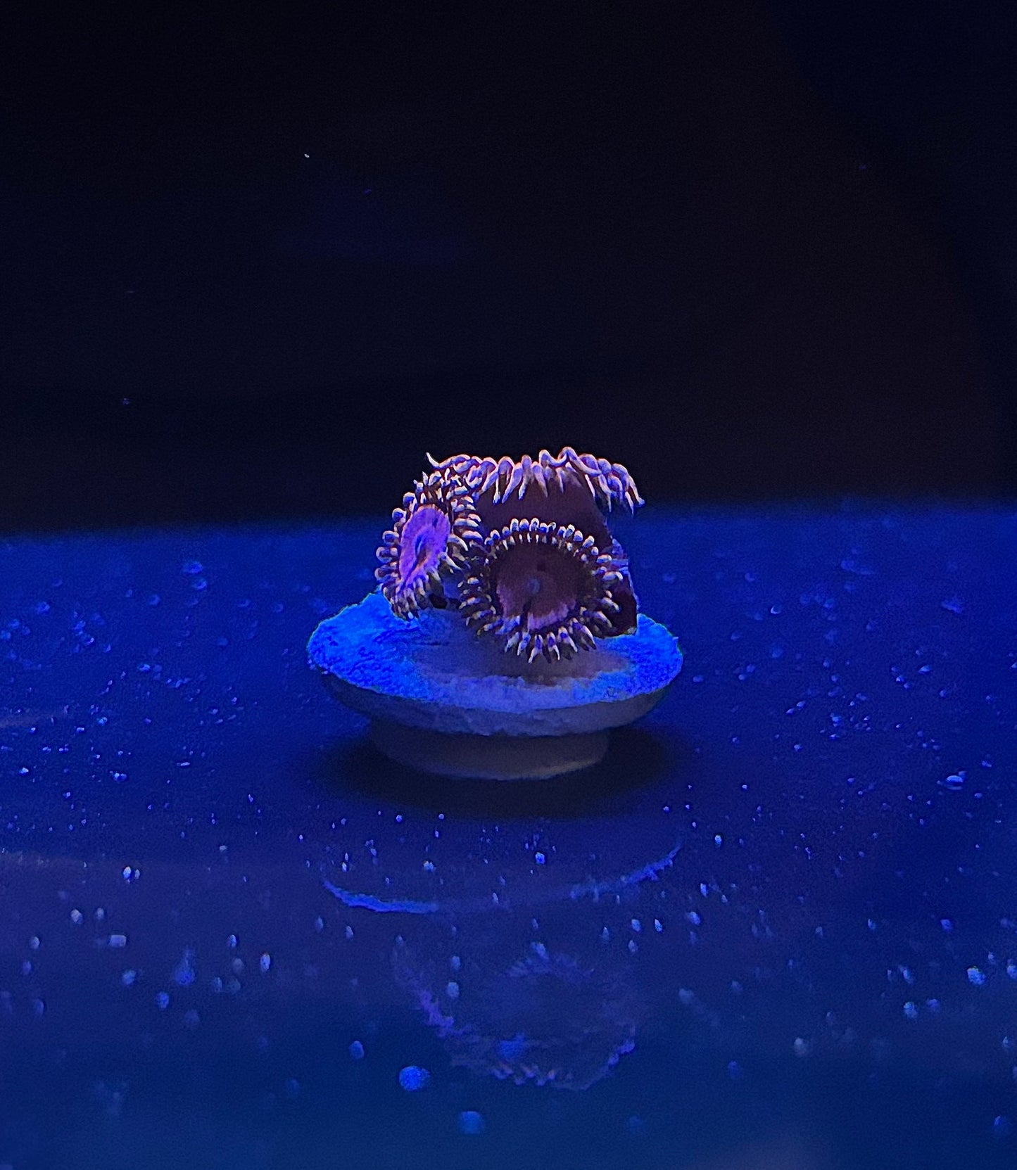 Pink diamonds