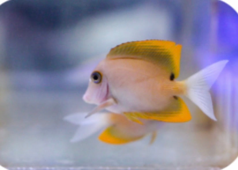 Tomini bristle tooth tang