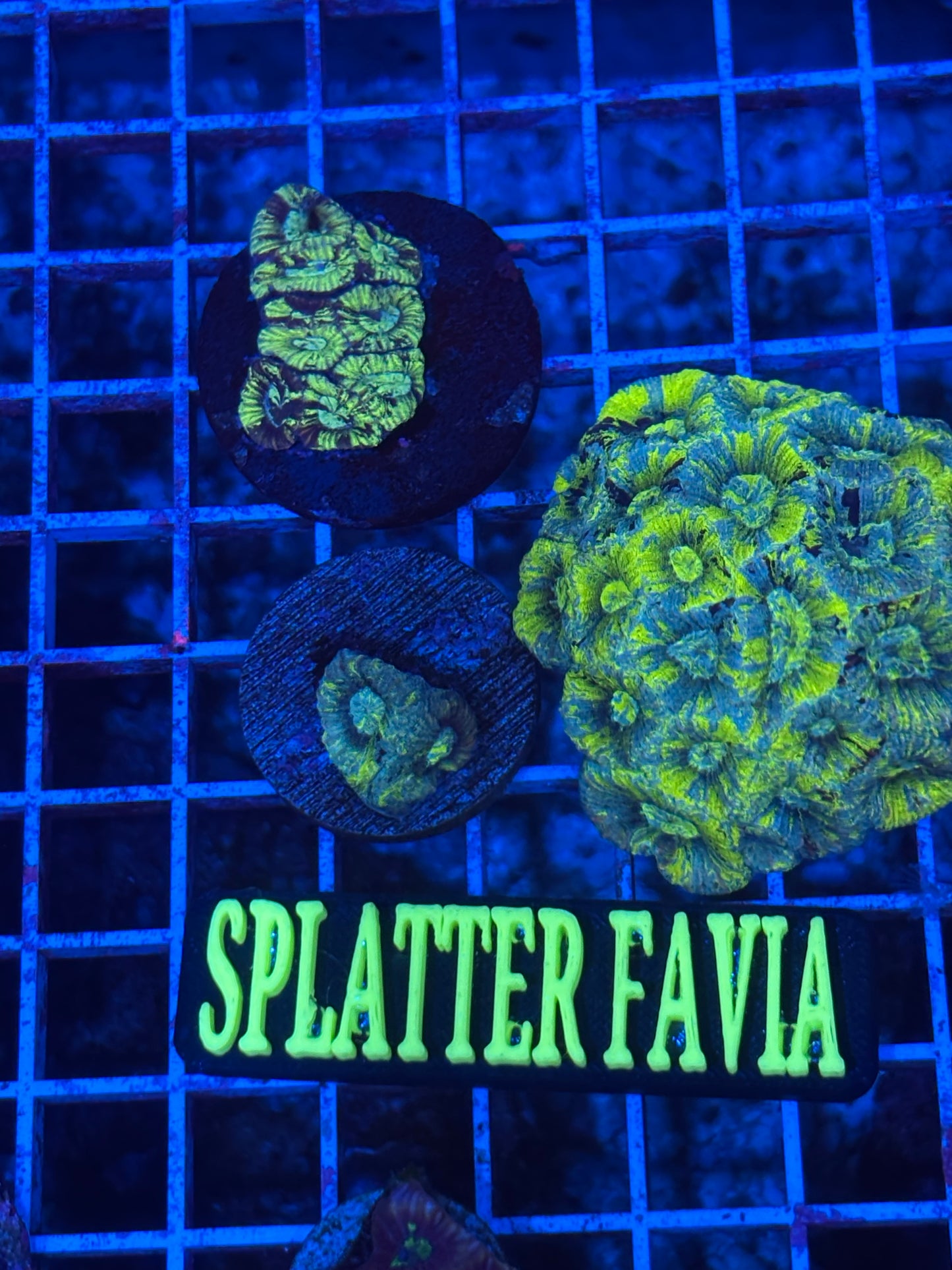 Frag of splatter favia