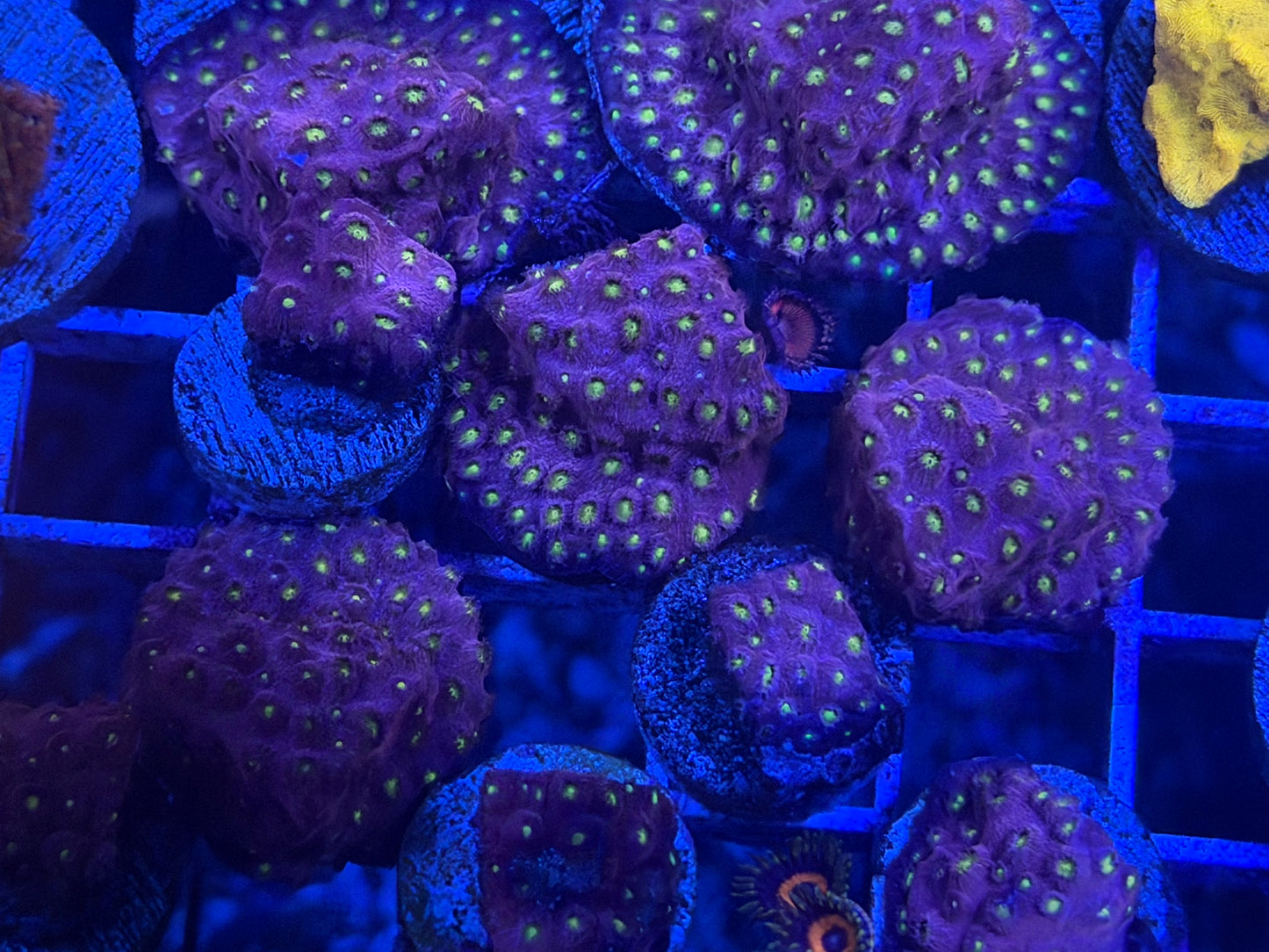 Bling Bling Cyphastrea
