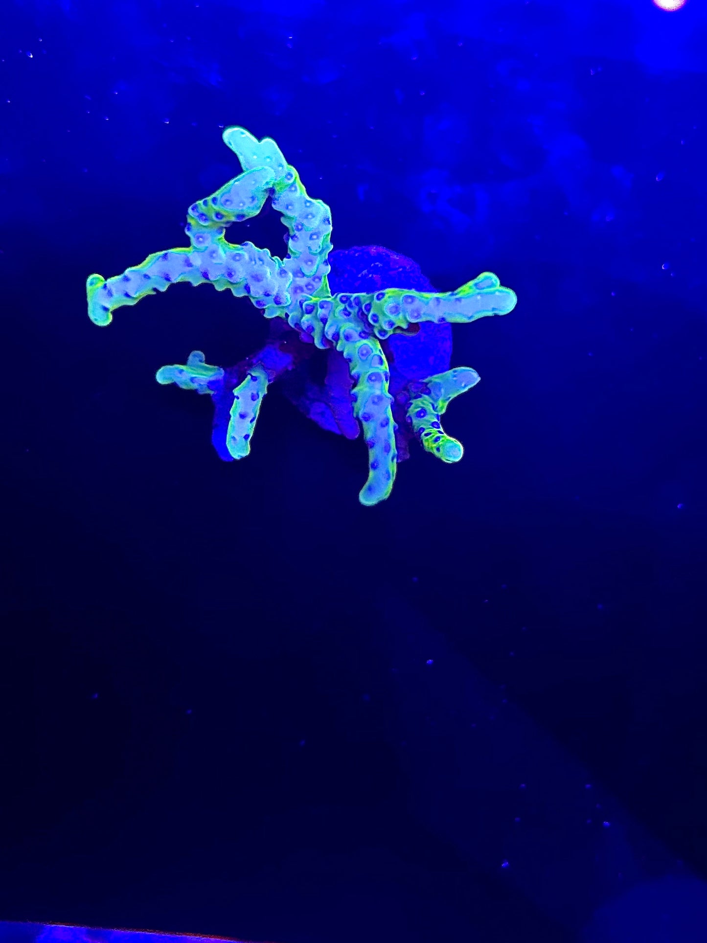 (CB) The thing acro