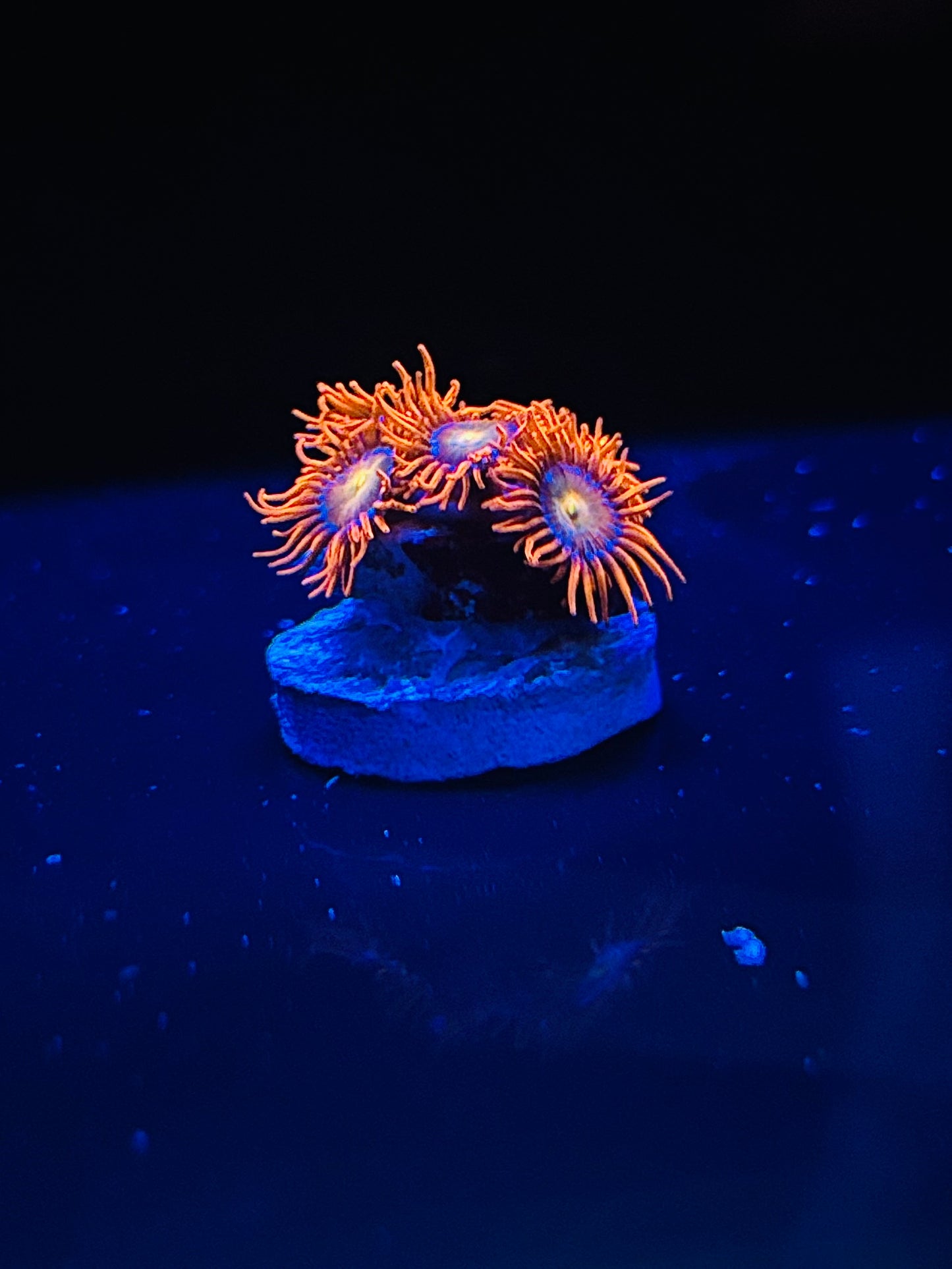 NSC extreme mandarin orange Zoa