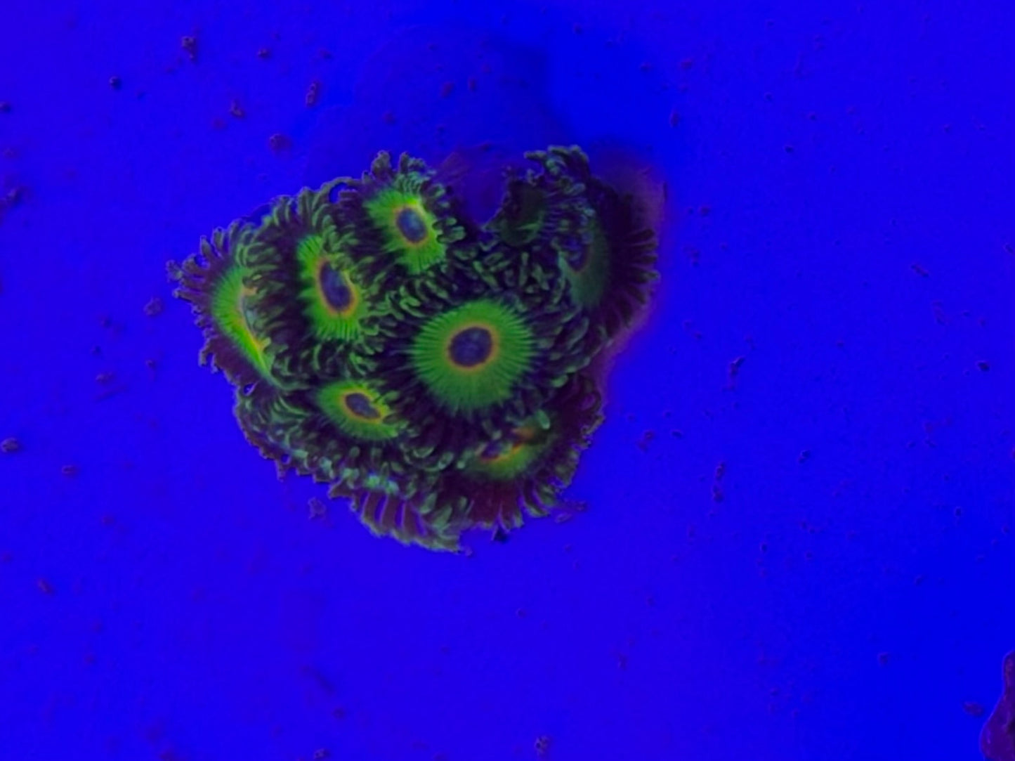 Island time zoa