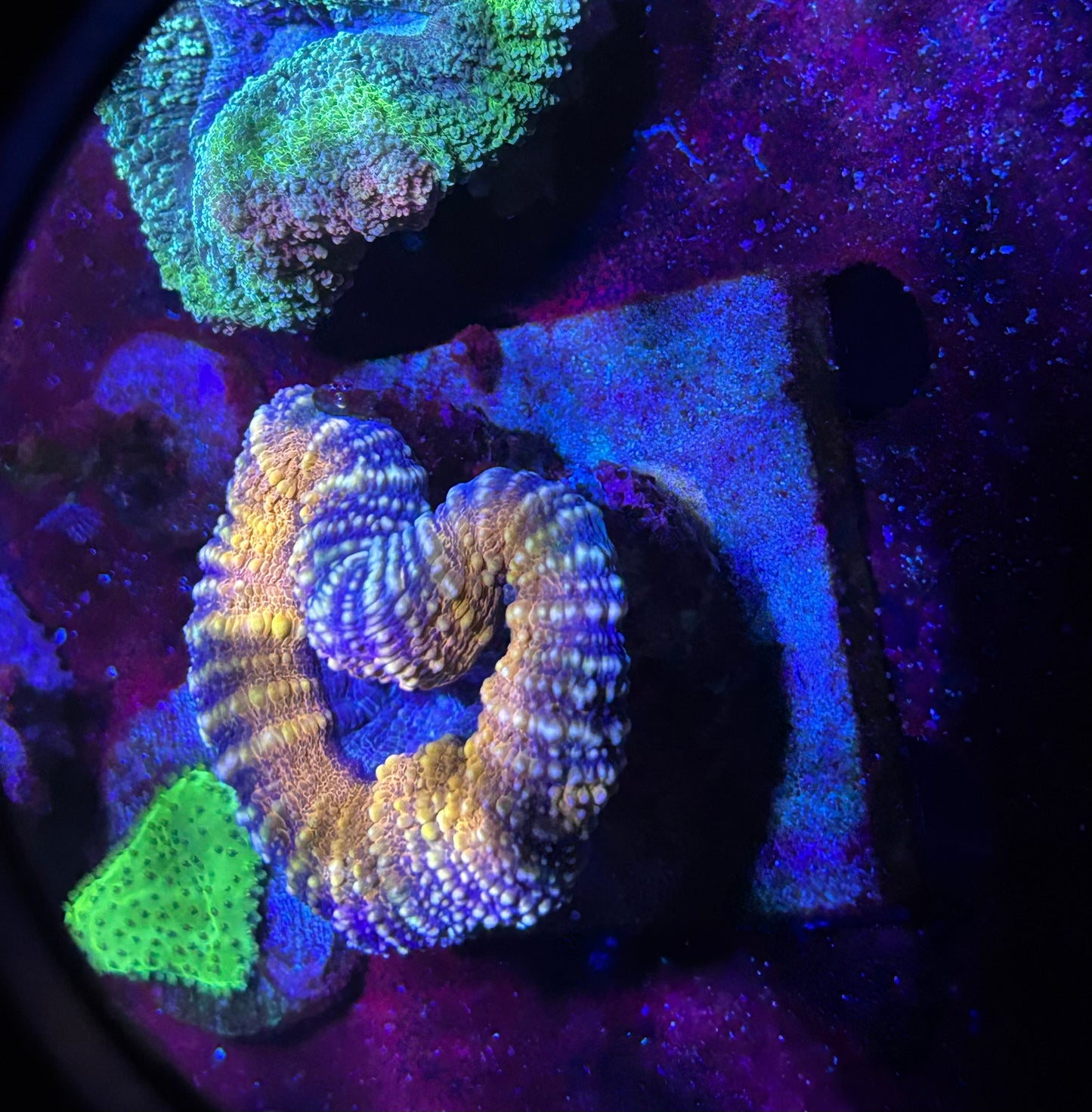 Lobo purple and orange/red