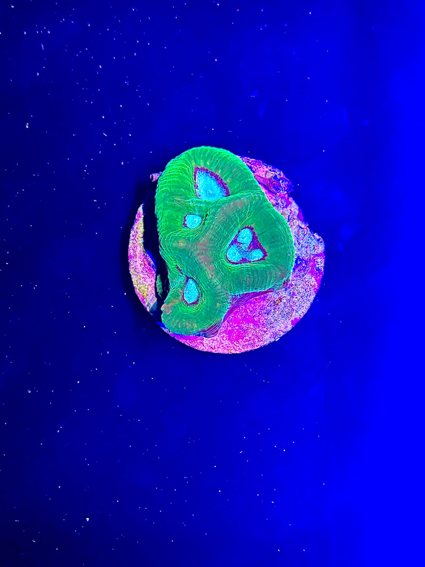 Neon green/teal moon coral
