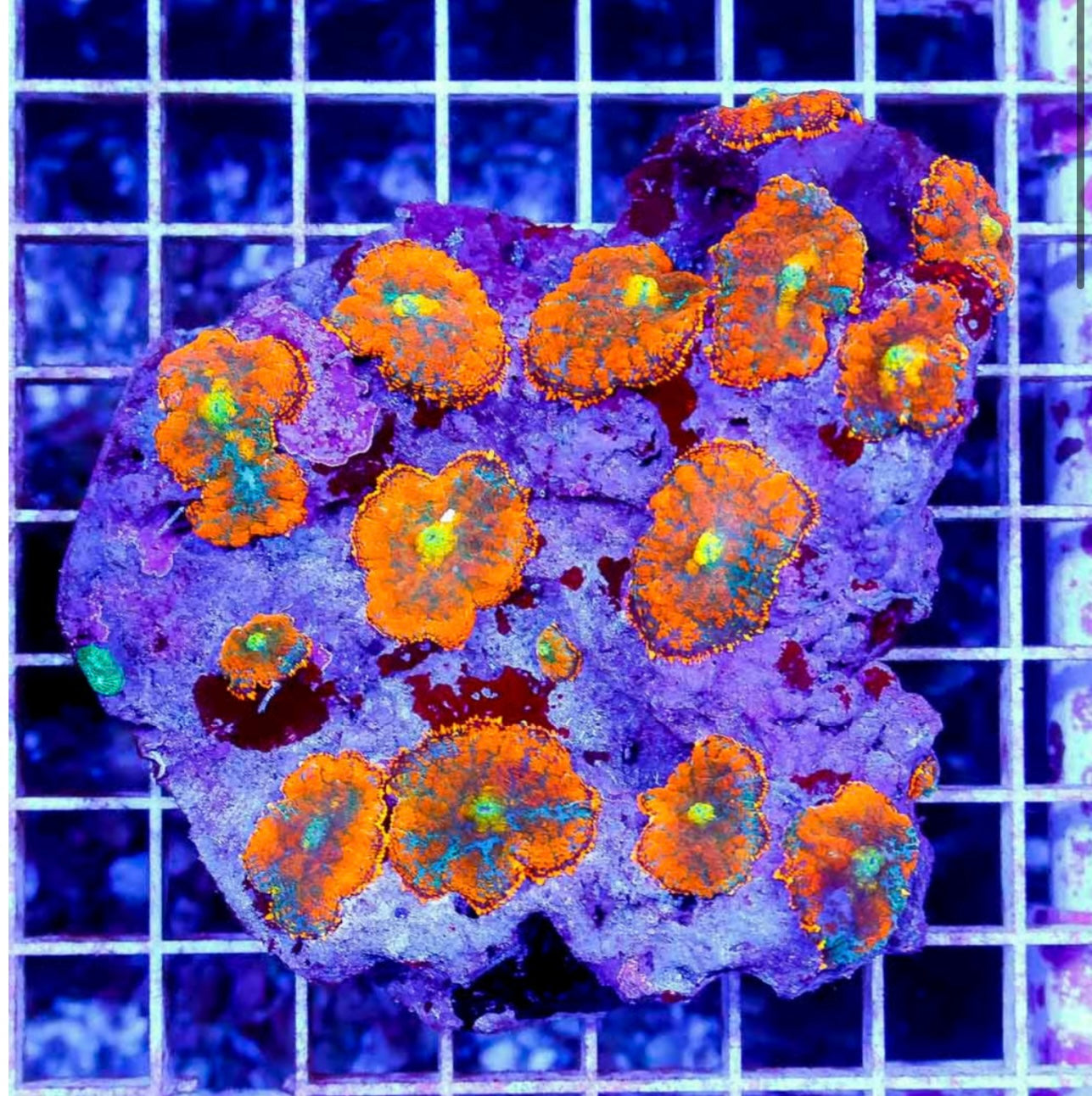 (NS) bullseye mushroom