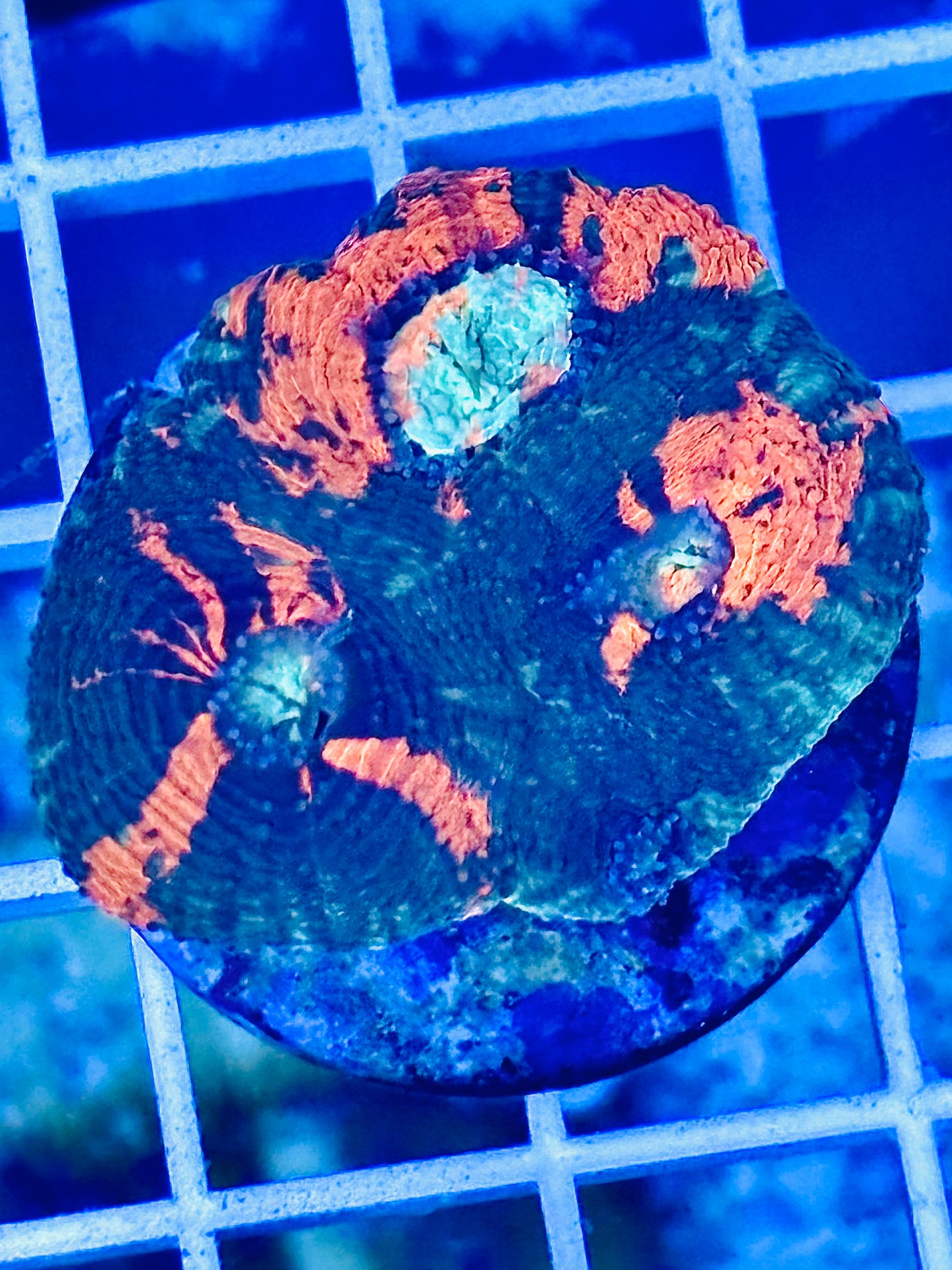 War paint Acan Echinata
