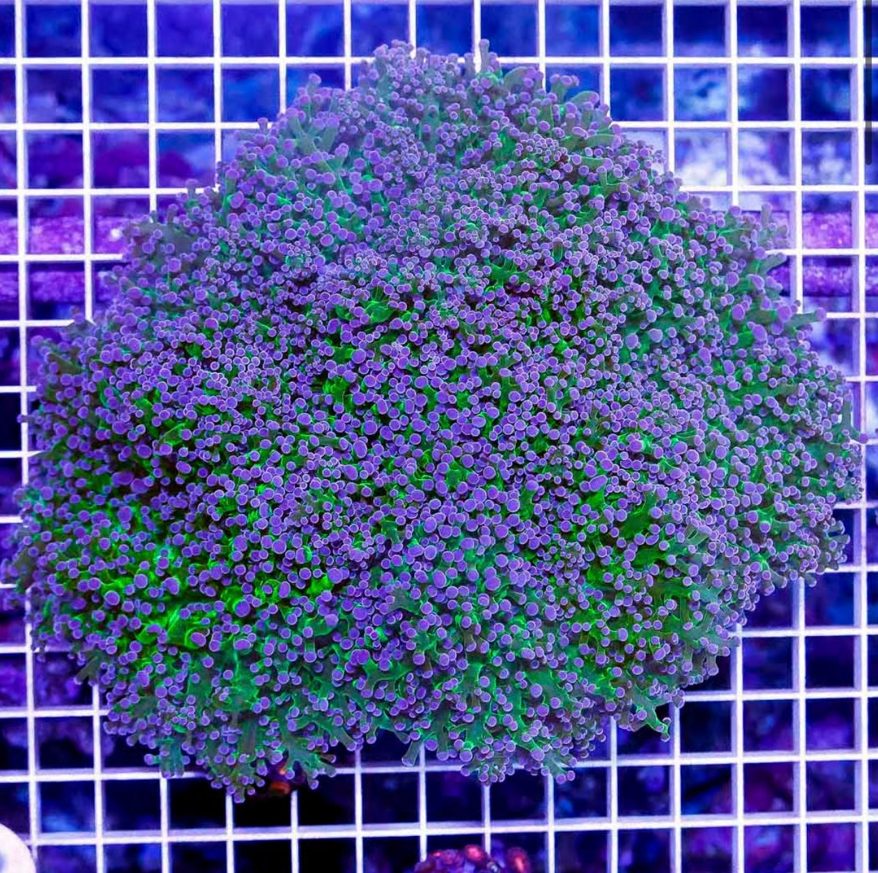 Purple tip frogspawn (wall)