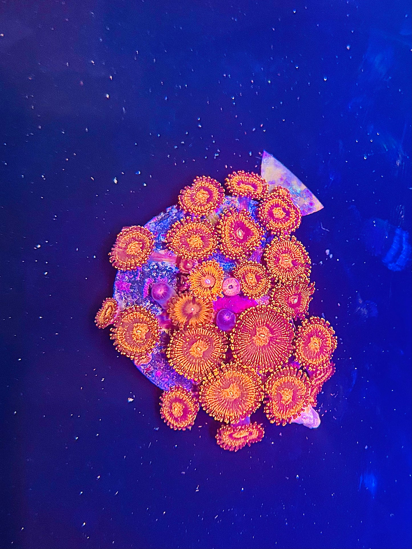 Orange/pink zipper Zoa