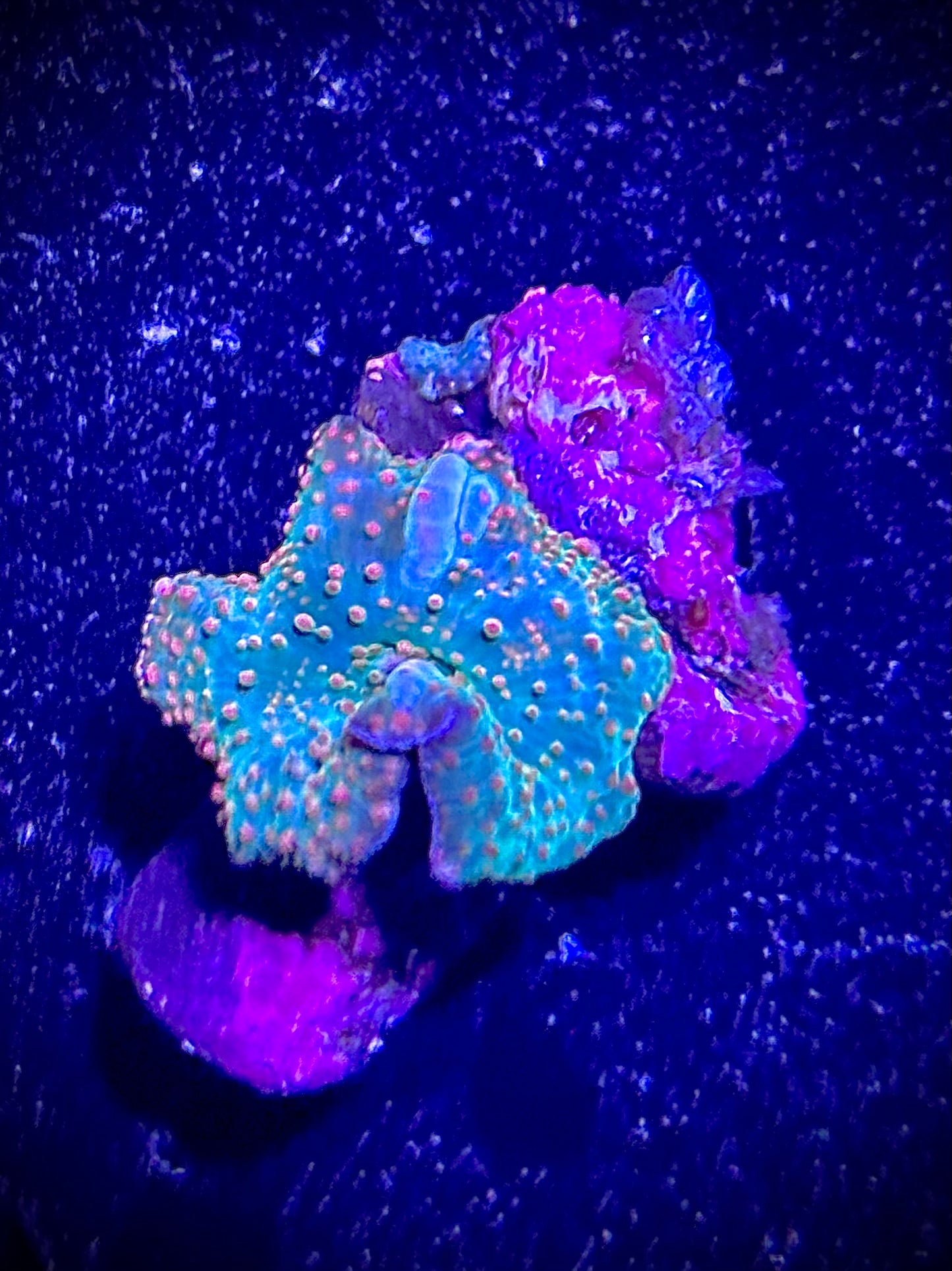 Nebula mushroom