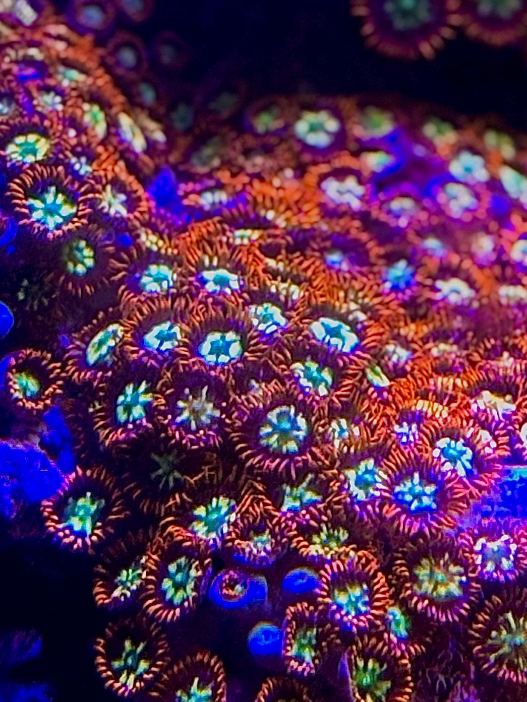 Firecracker/ring of fire Zoa