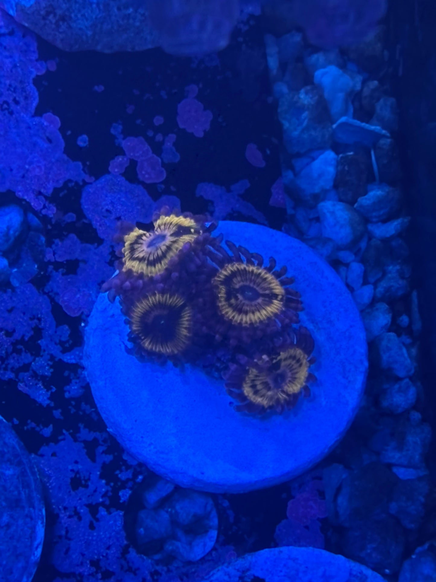 Lemon head zoa