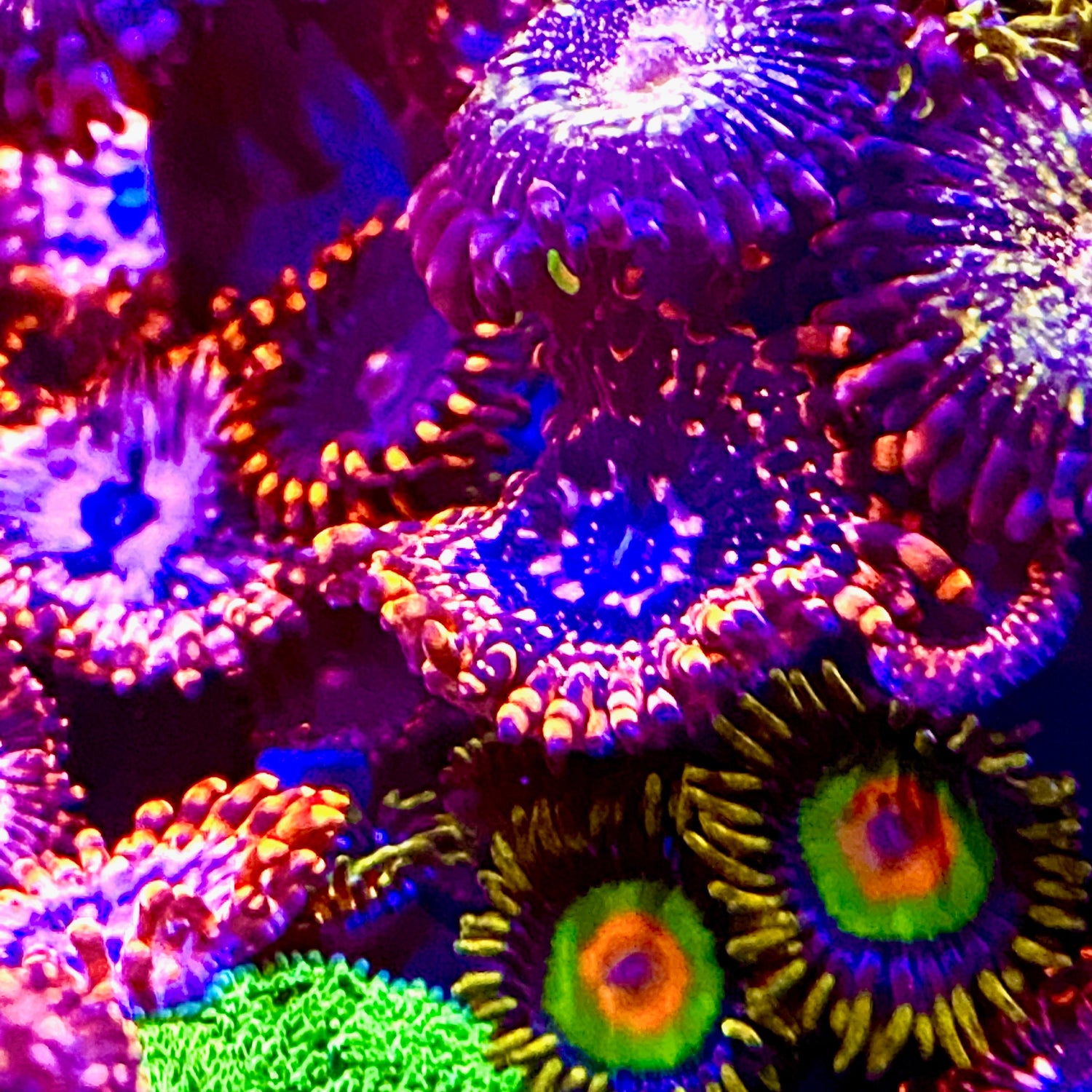 Zoanthids ￼