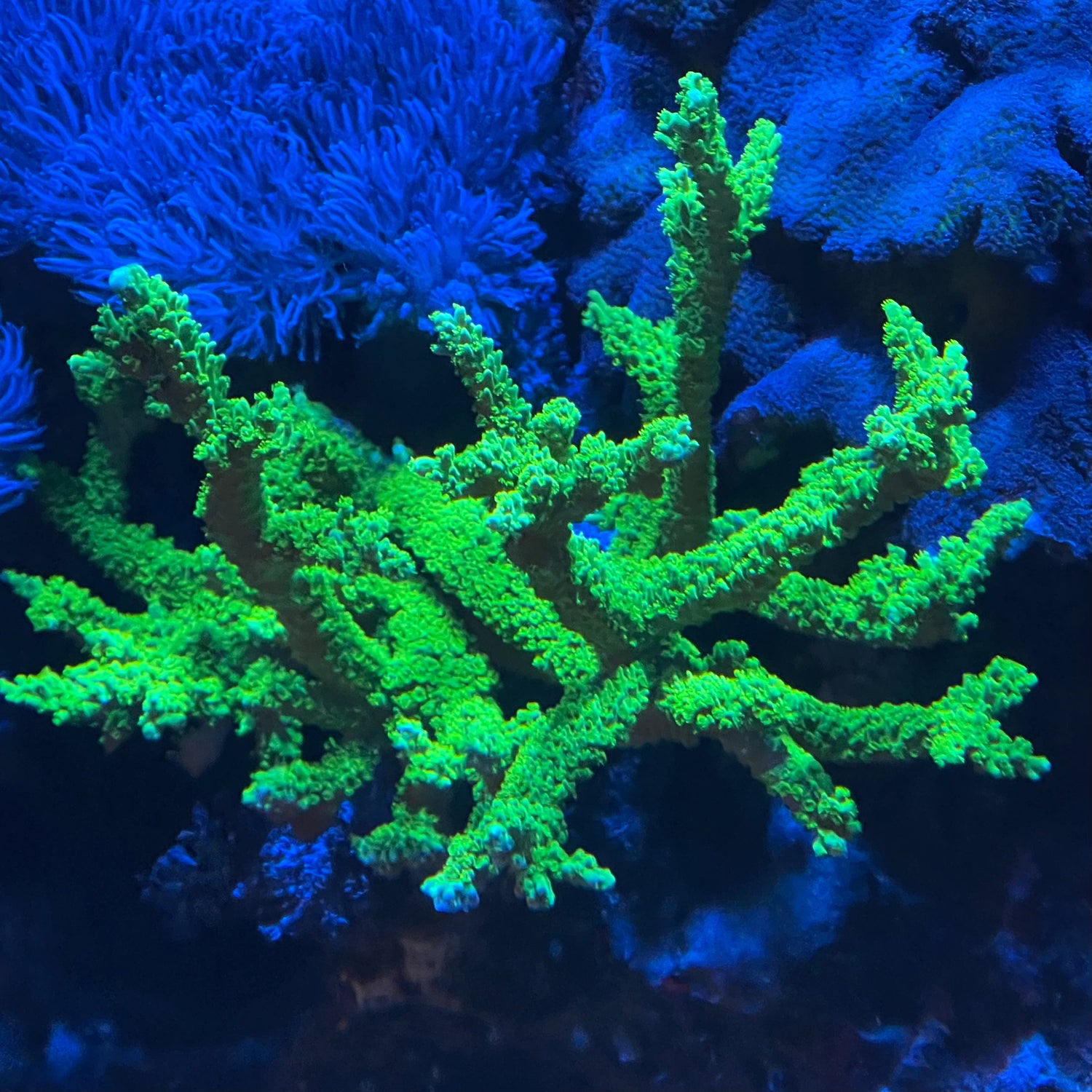SPS