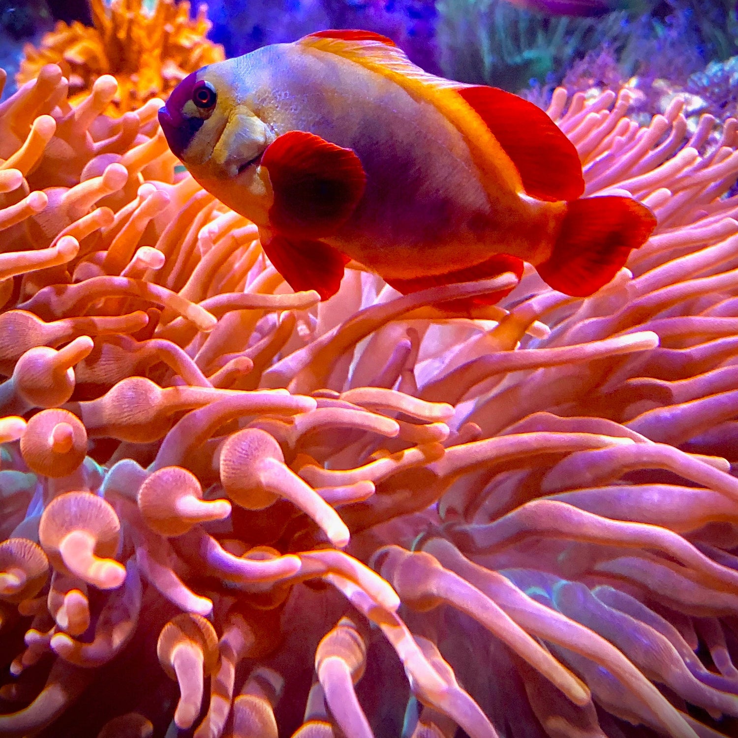 Inverts/nems