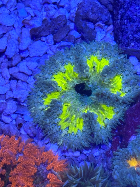 Assorted rock flower nems yellow