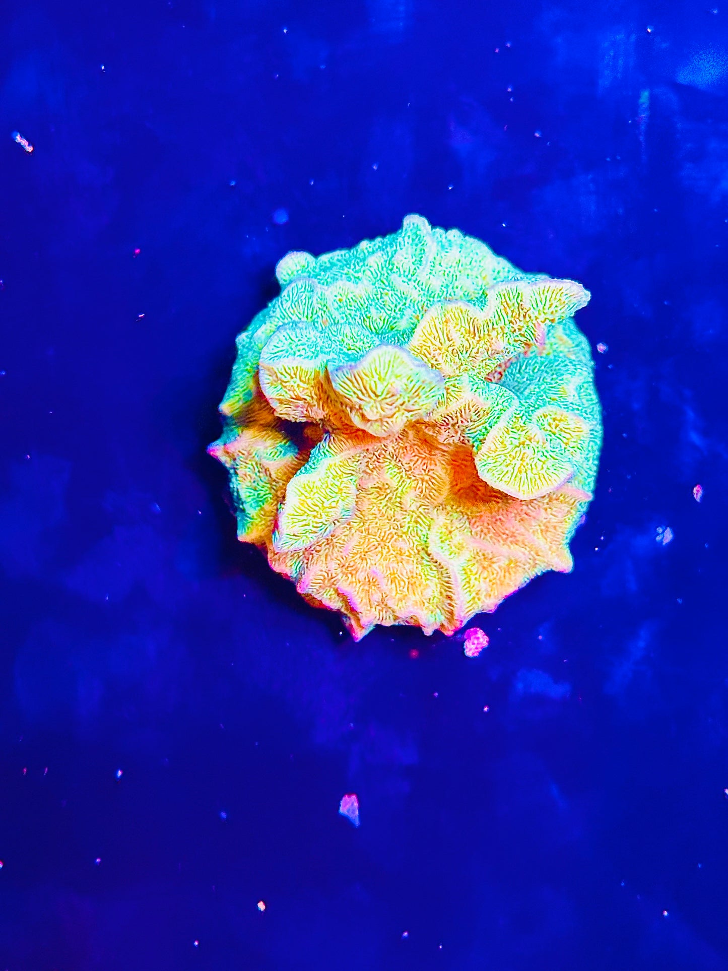 Cactus coral￼