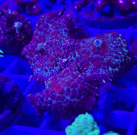 (NS) purple and red spot mushroom