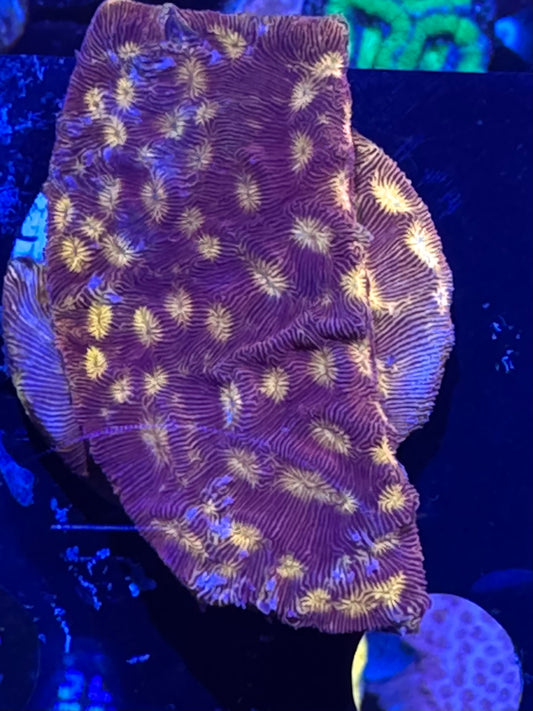 Orange lepto